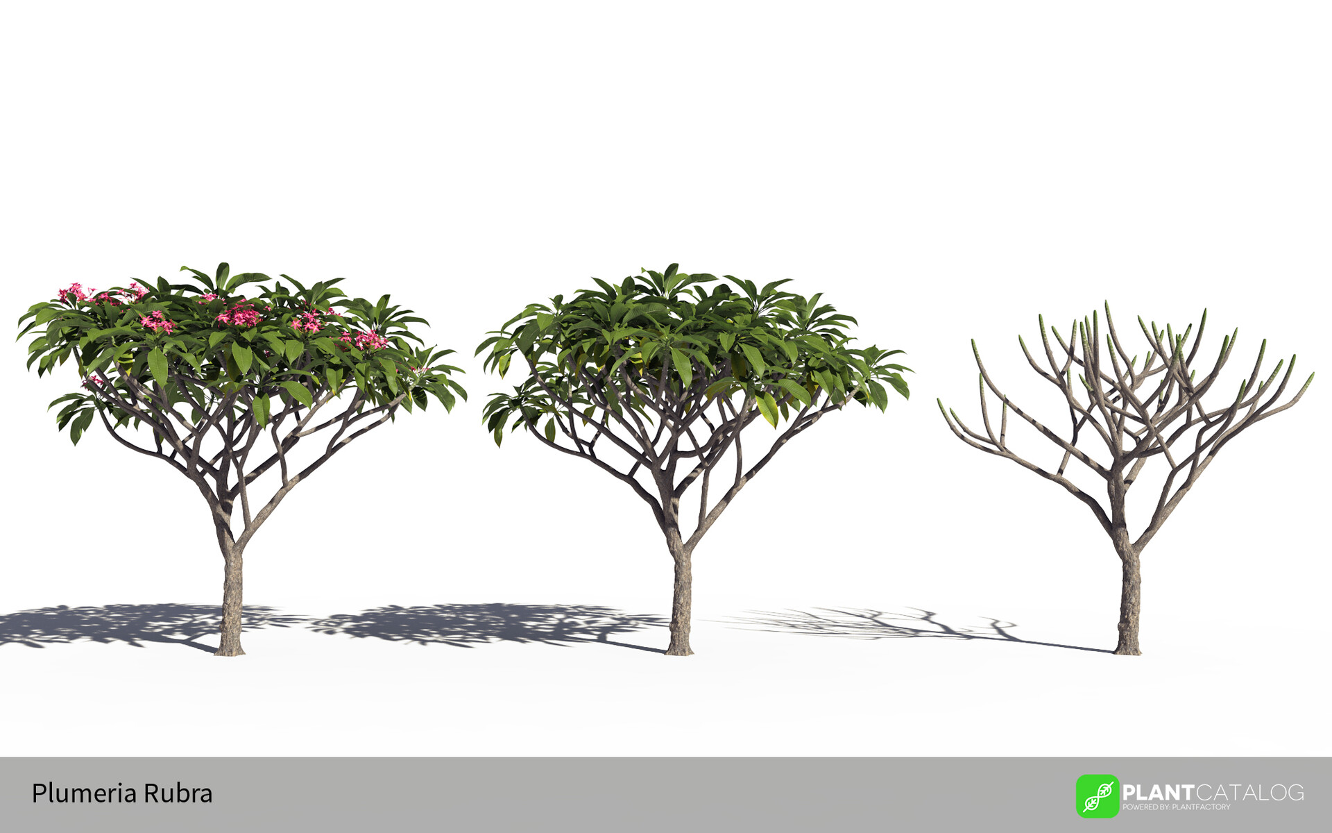 Premium Vector | Plumeria flower and leaf hand drawn botanical illustration  with line art.