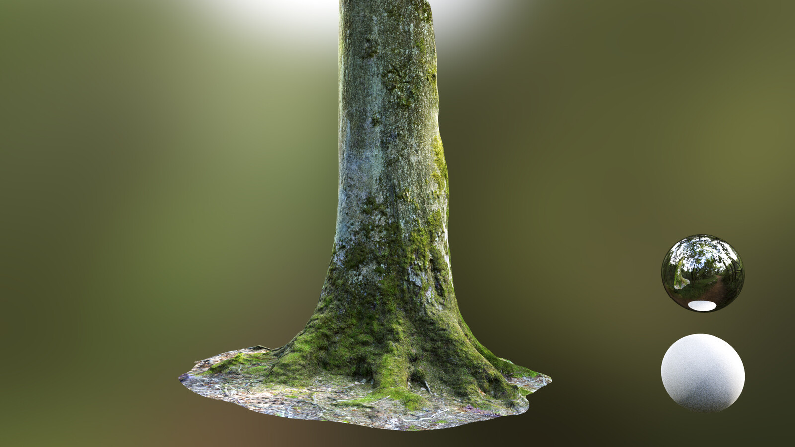 Mossy Tree Trunk