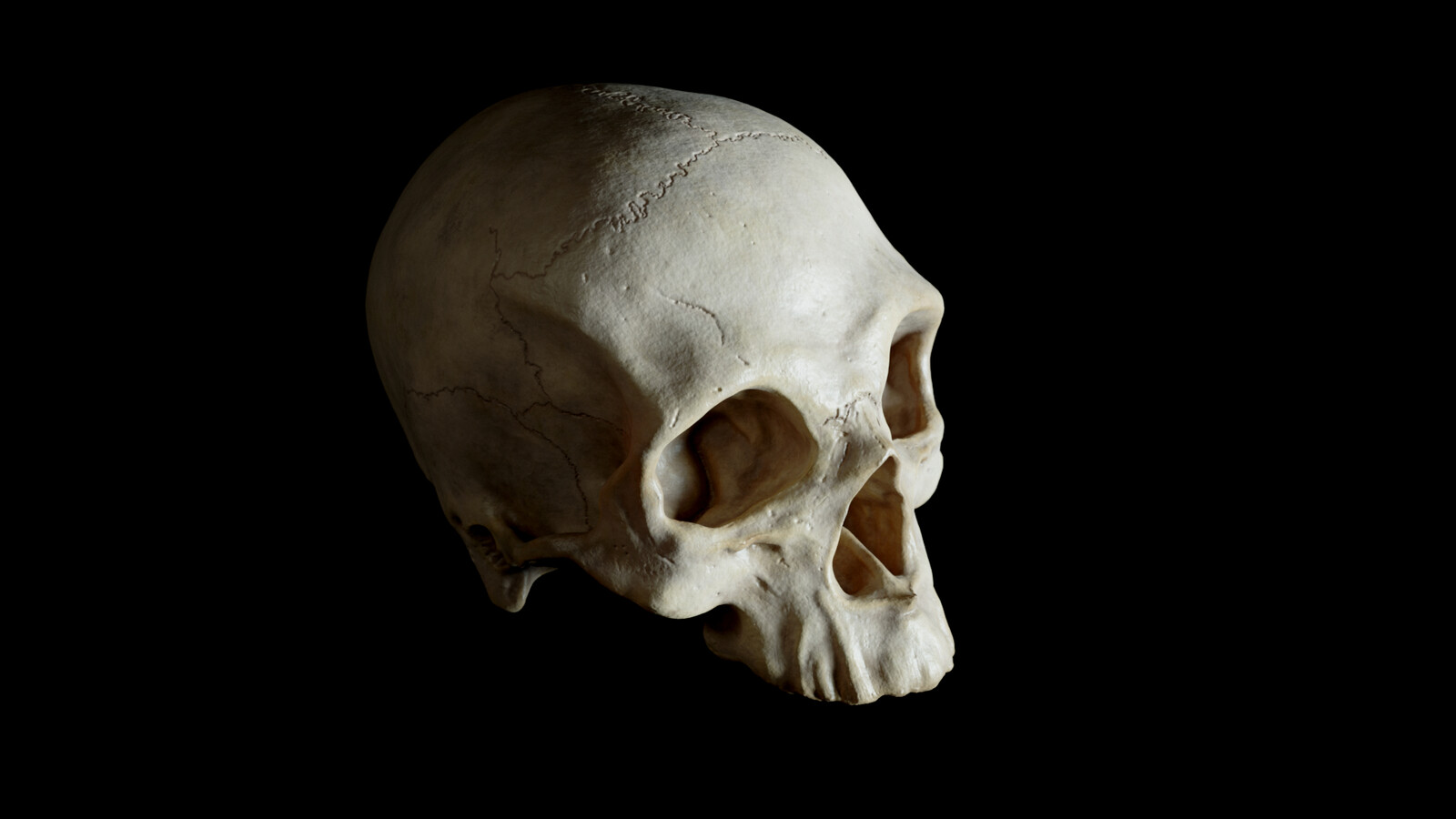 The skull with final shading, textures and displacment map.