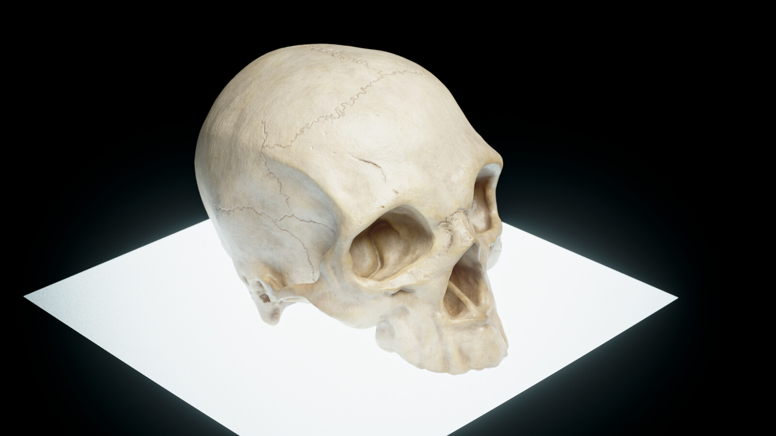 The skull with final shading, textures and displacment map.