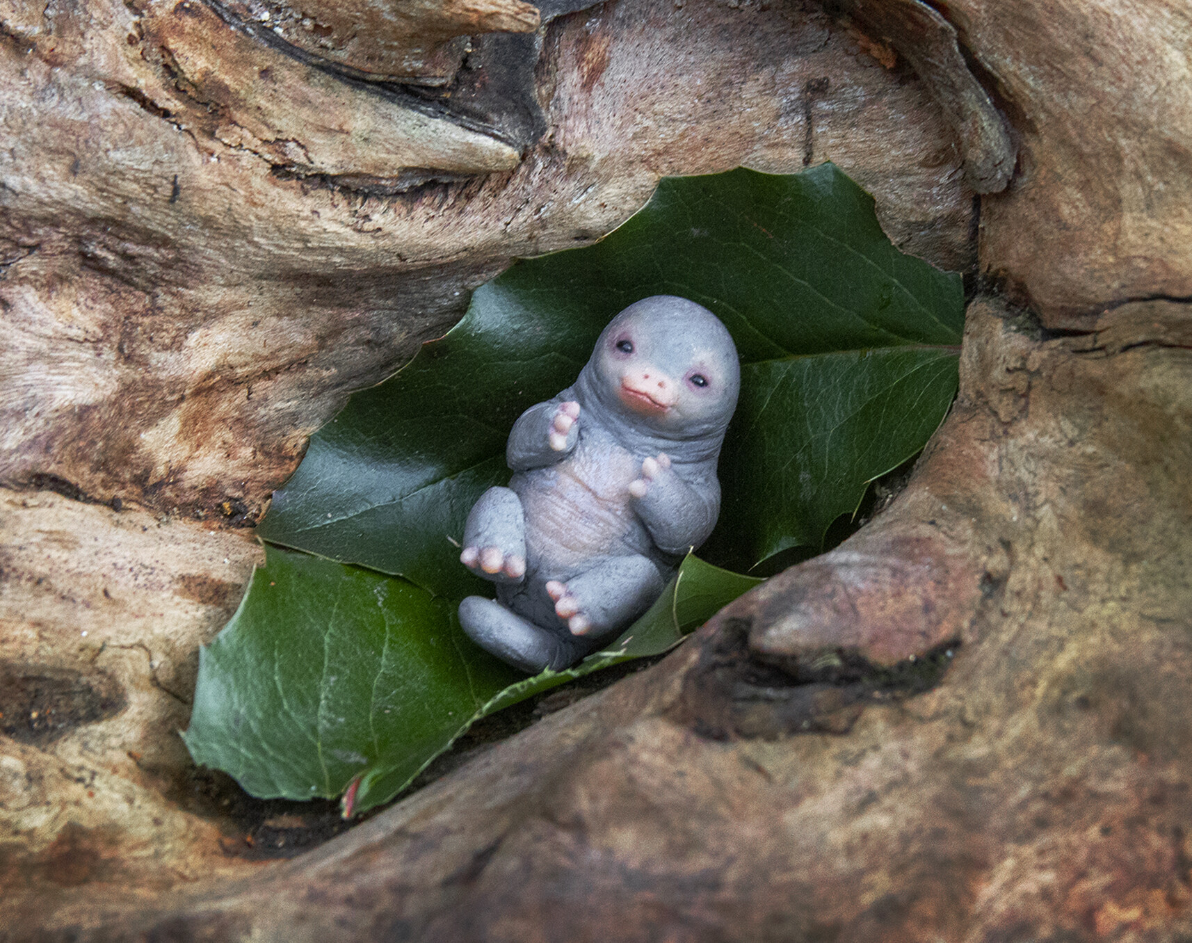 Artstation Stone Platypus Baby Ii Vladimir Matic Kuriljov