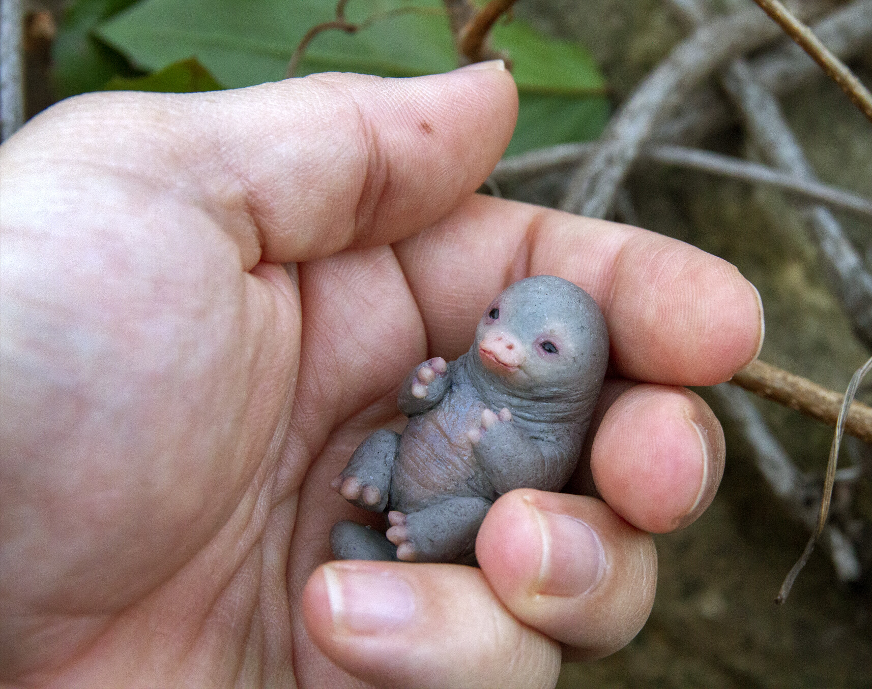 Artstation Stone Platypus Baby Ii Vladimir Matic Kuriljov