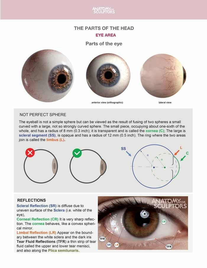 The eyeball and it's reflections 