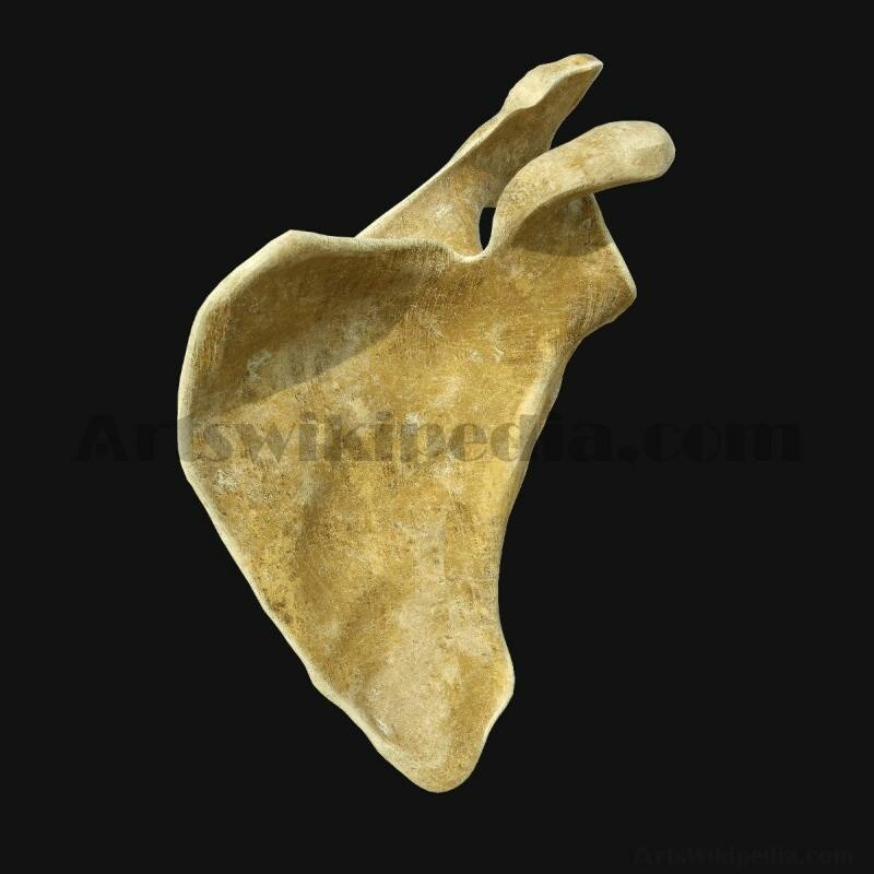 ArtStation - 3D Scapula Bone