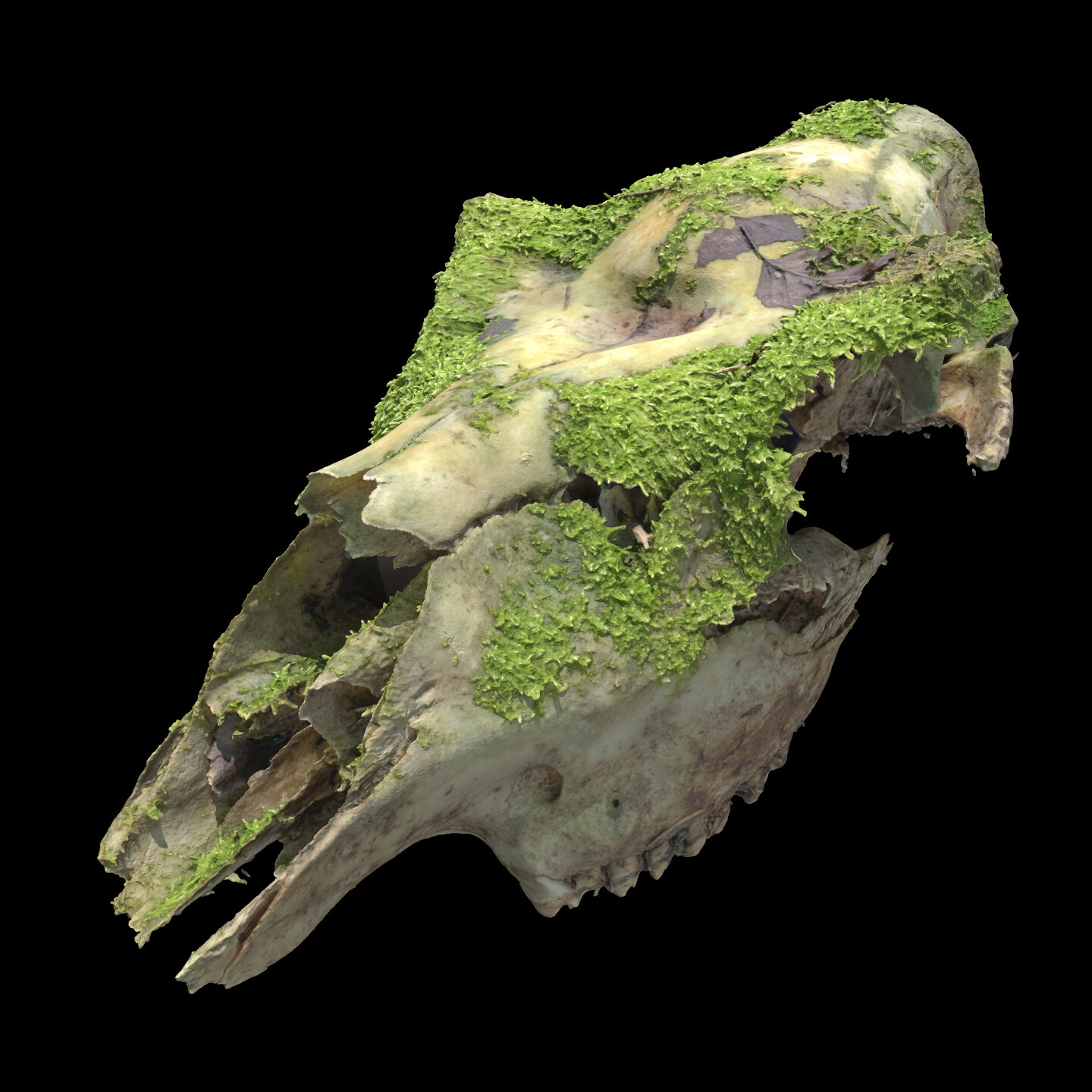 ArtStation Mosscovered skull (photogrammetry model)