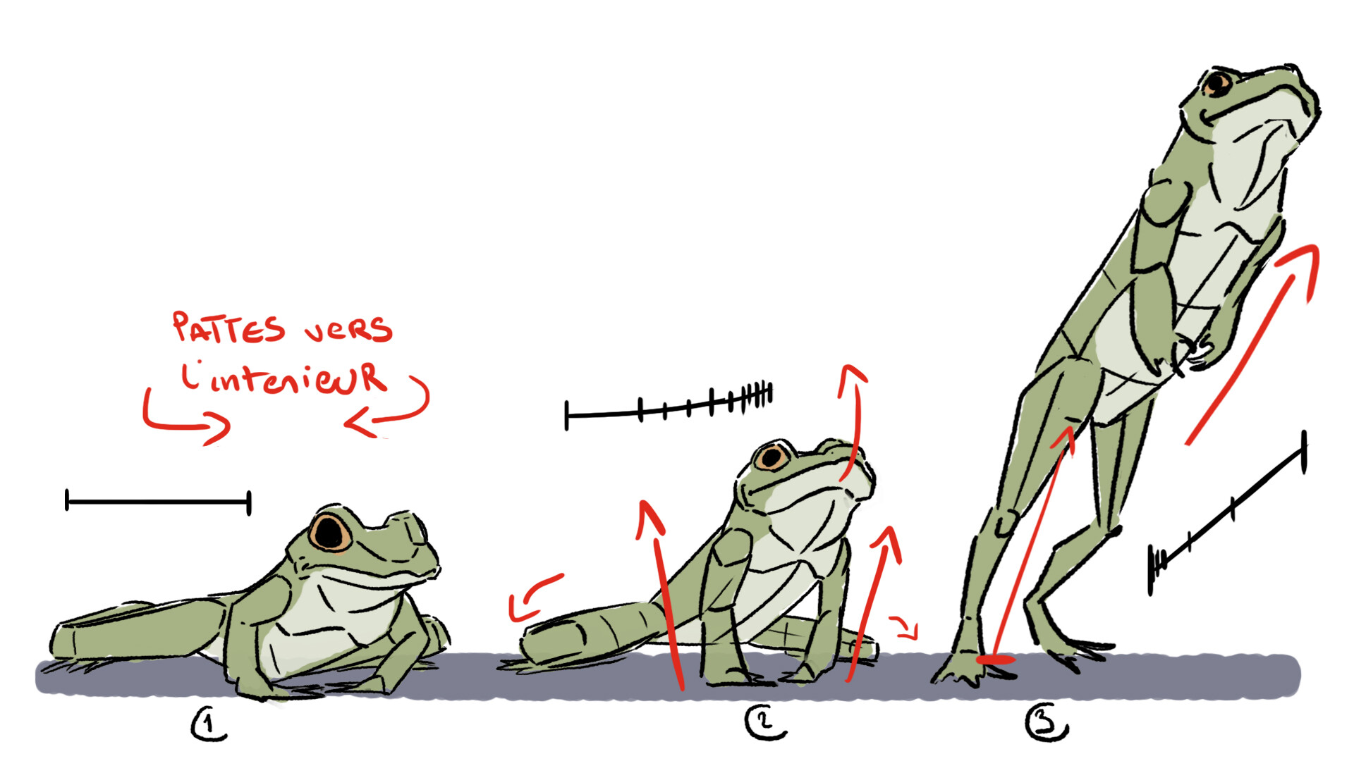 ArtStation - Animation Jumping Frog