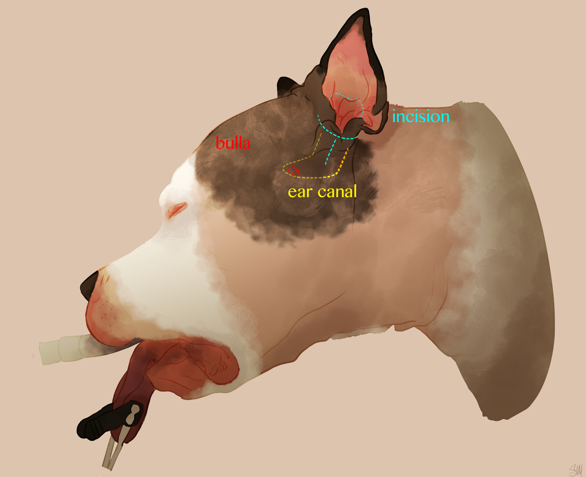 Brown Dog Gis Map Artstation - Canine Head With Canal Map