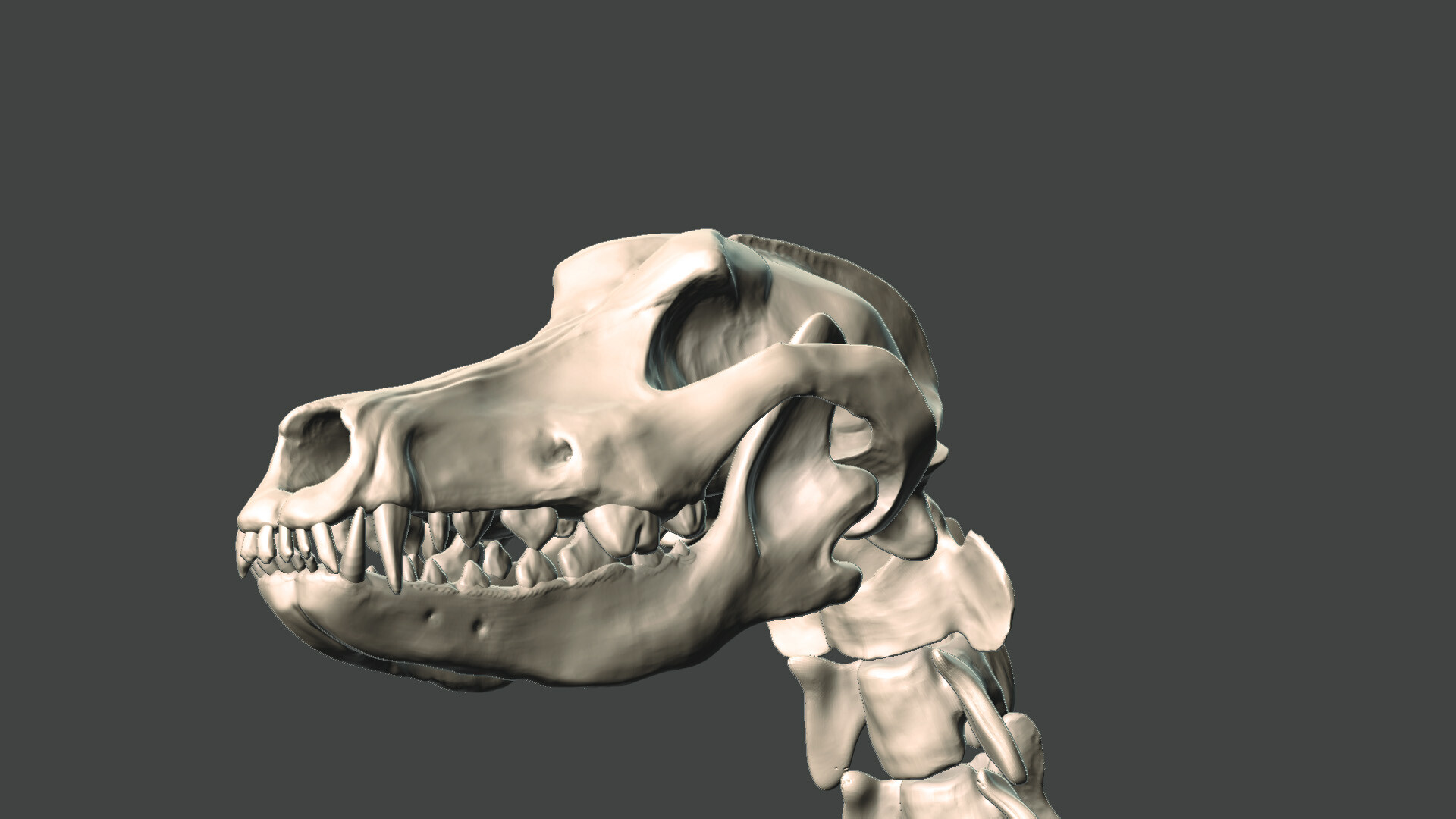 ArtStation Doberman pinscher Anatomy study