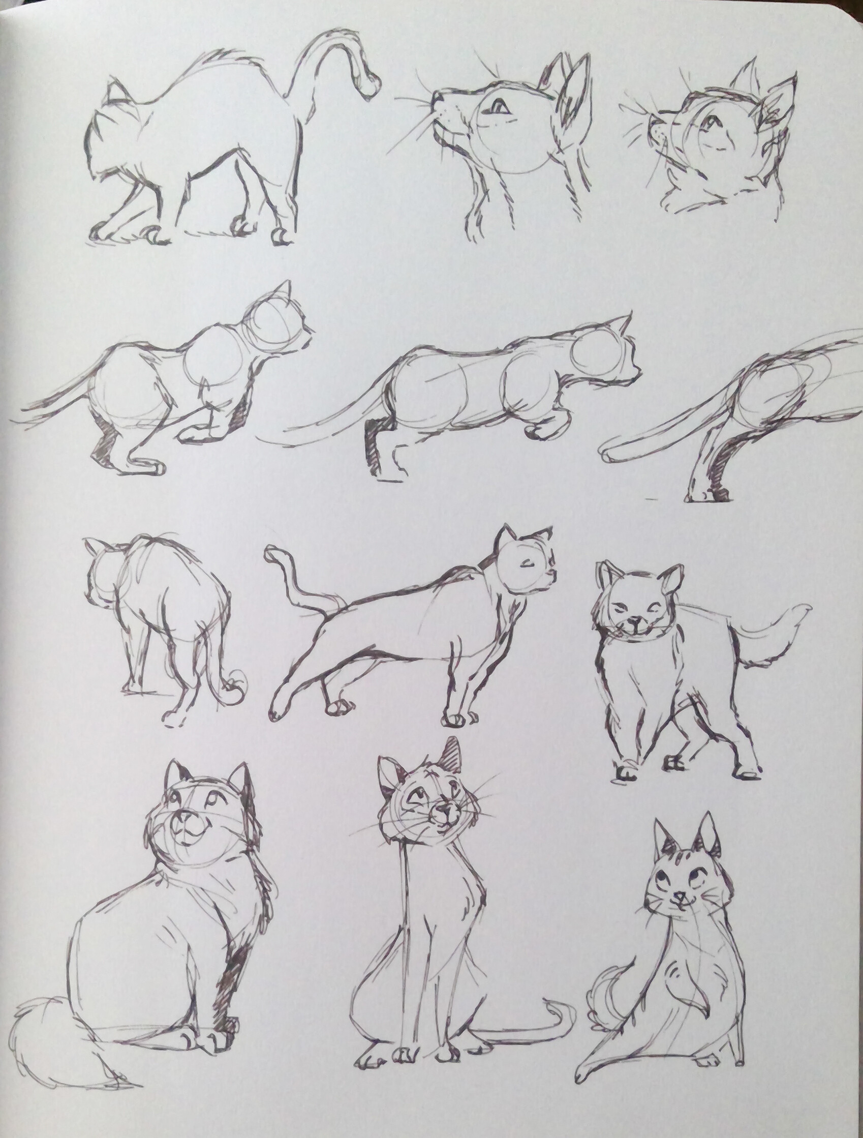 ArtStation - Cat Sketches