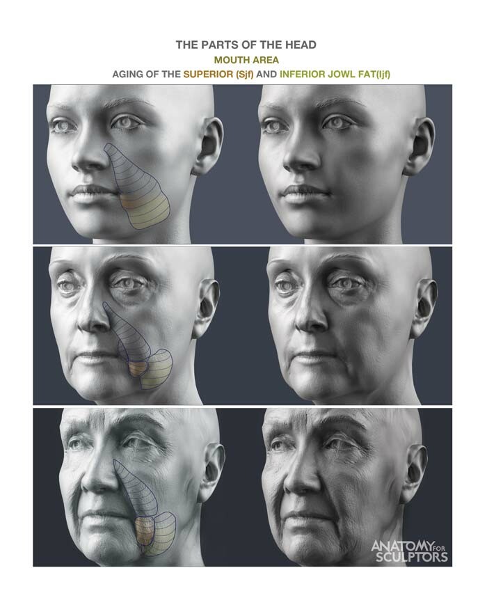 superior and inferior jowl fat