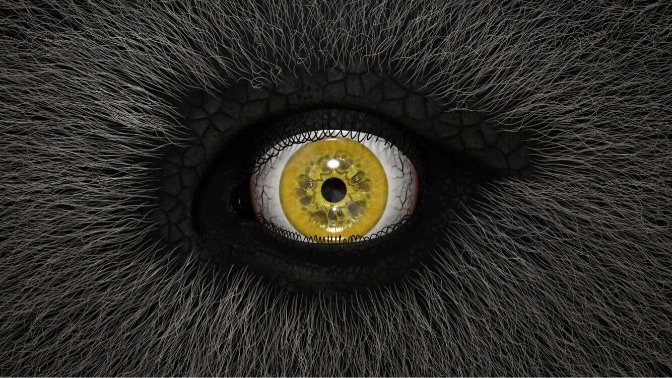 Eye See You