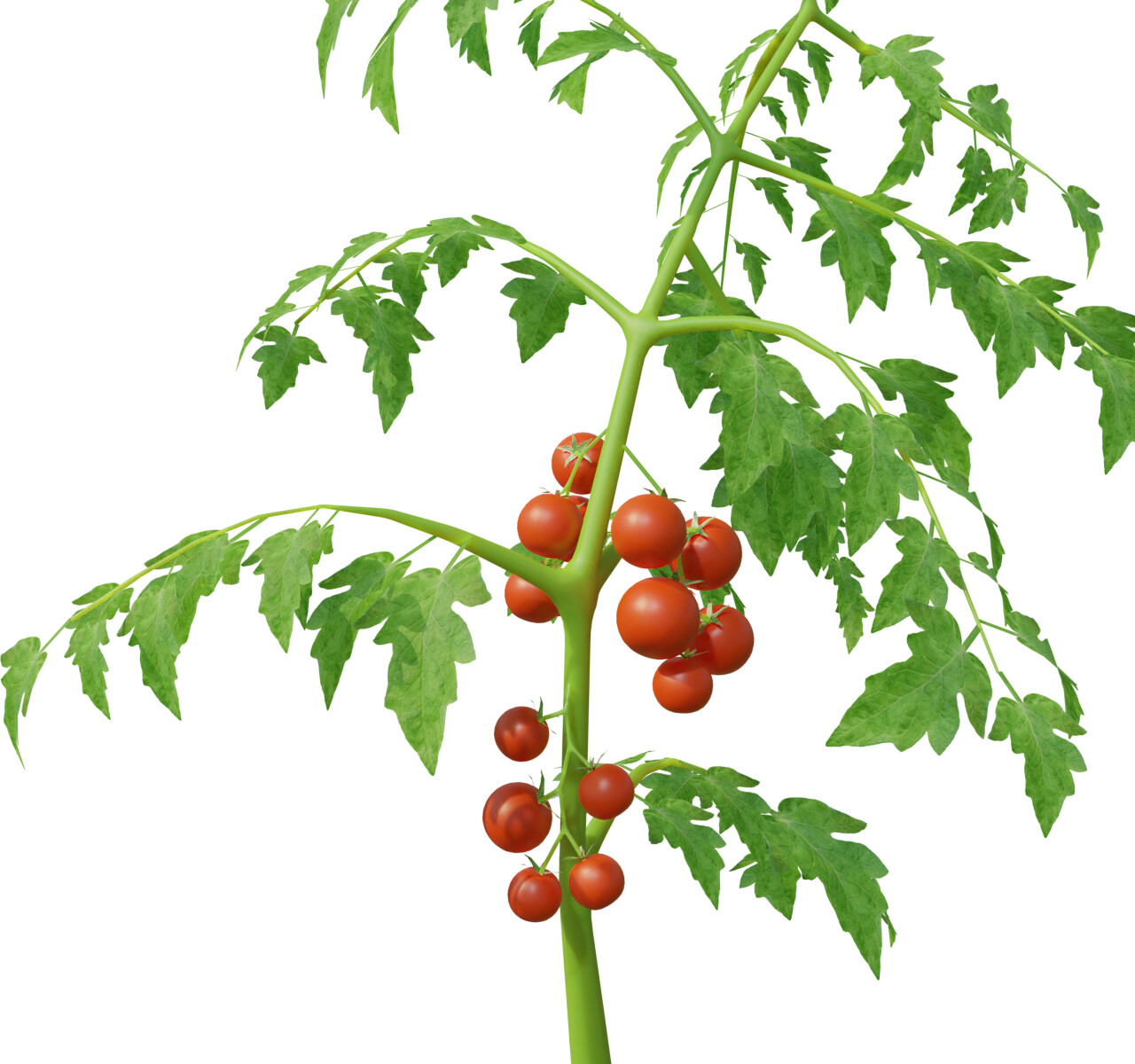 Nikola Ugarković - Tomato Plant