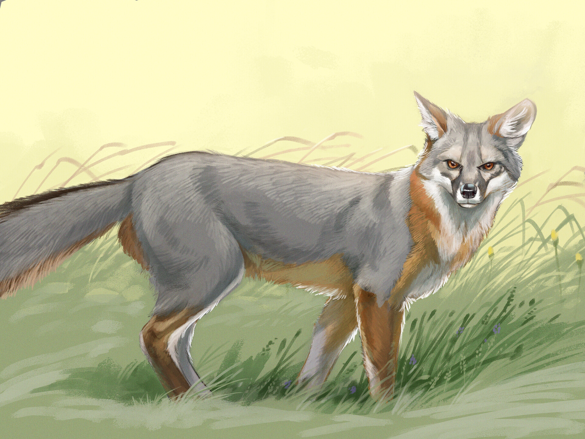 Artstation Grey Fox Gregor Forster