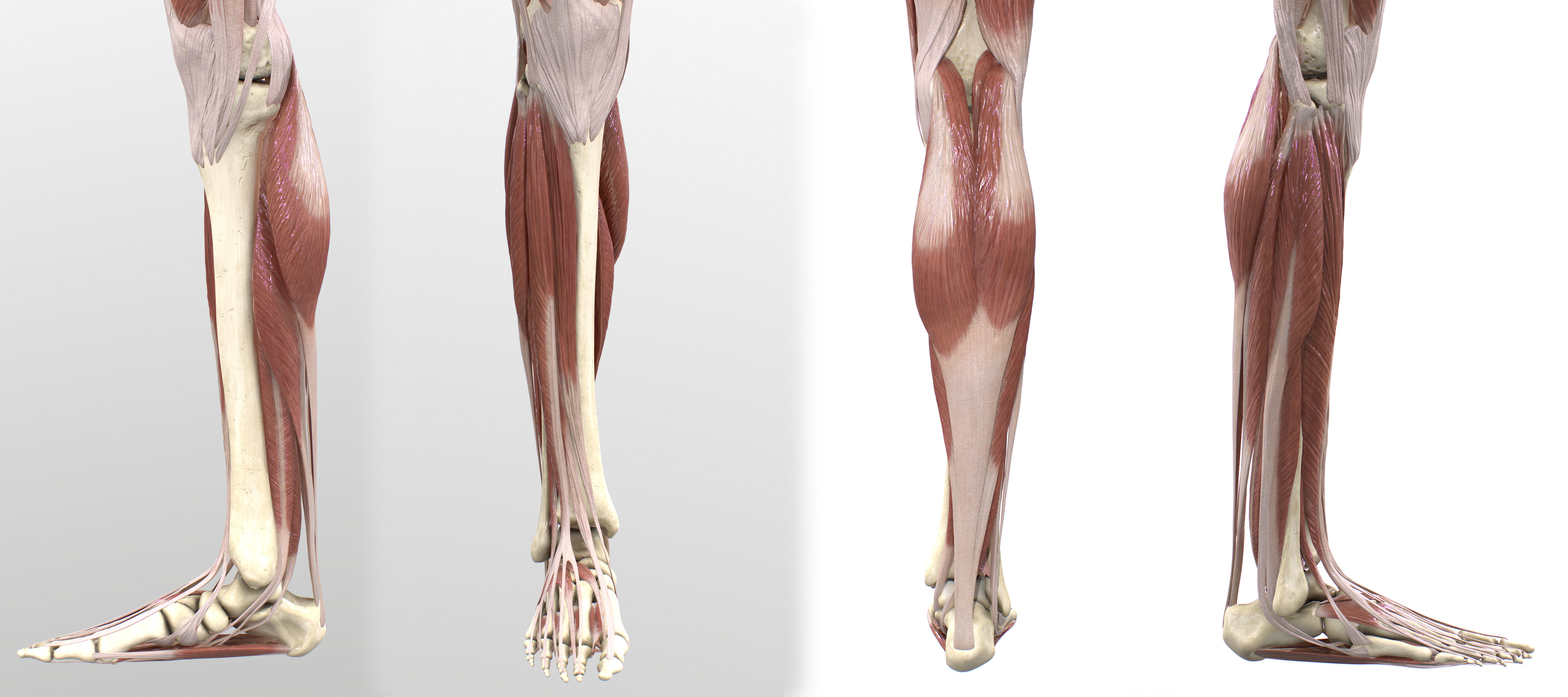 Leg Superficial Muscles
