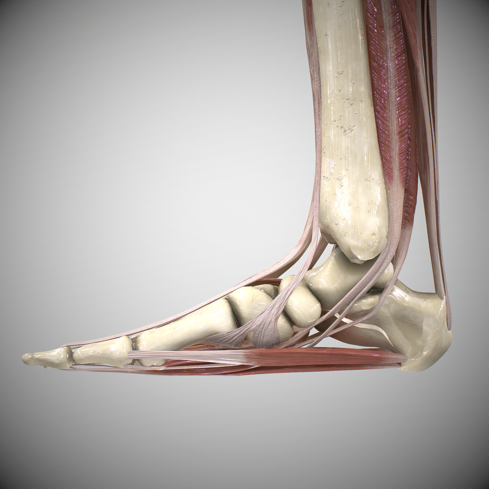 Medial Foot