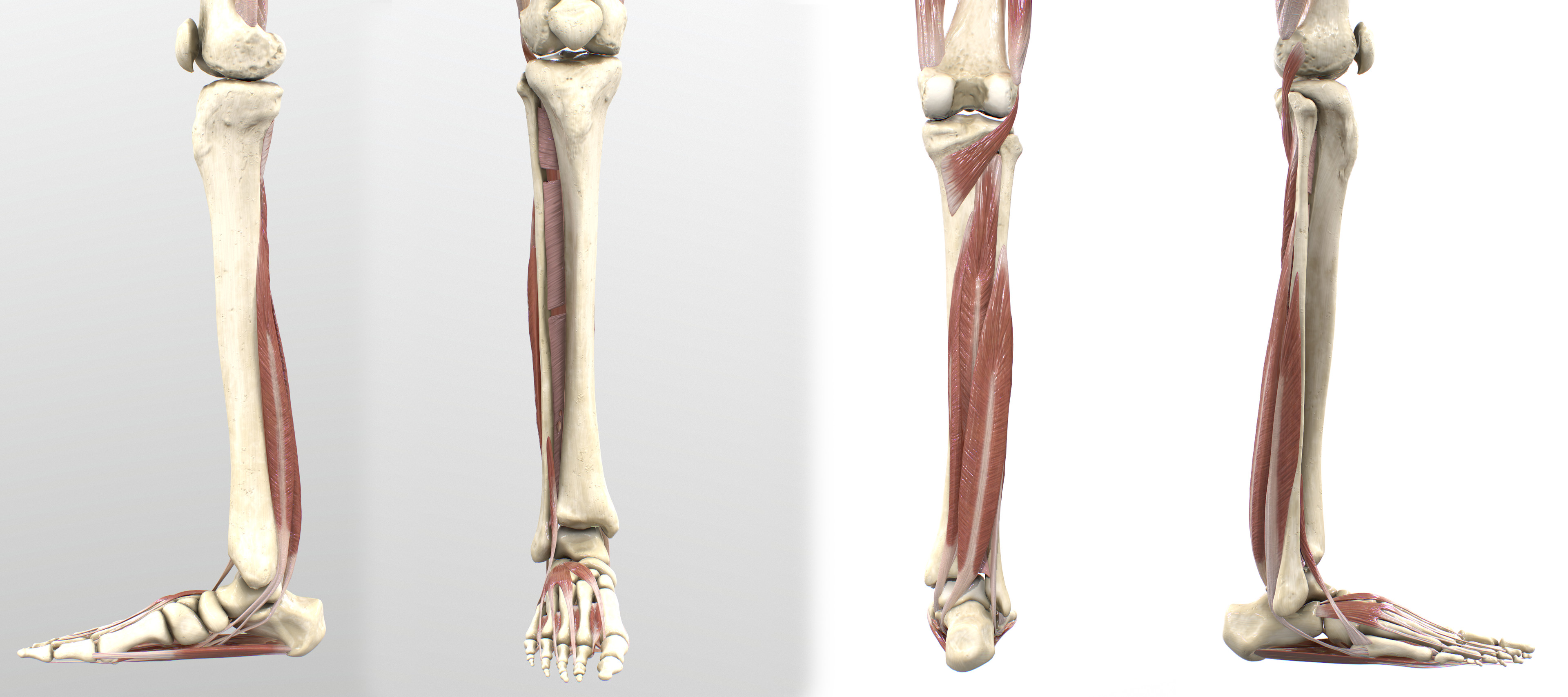 Leg Deep Muscles