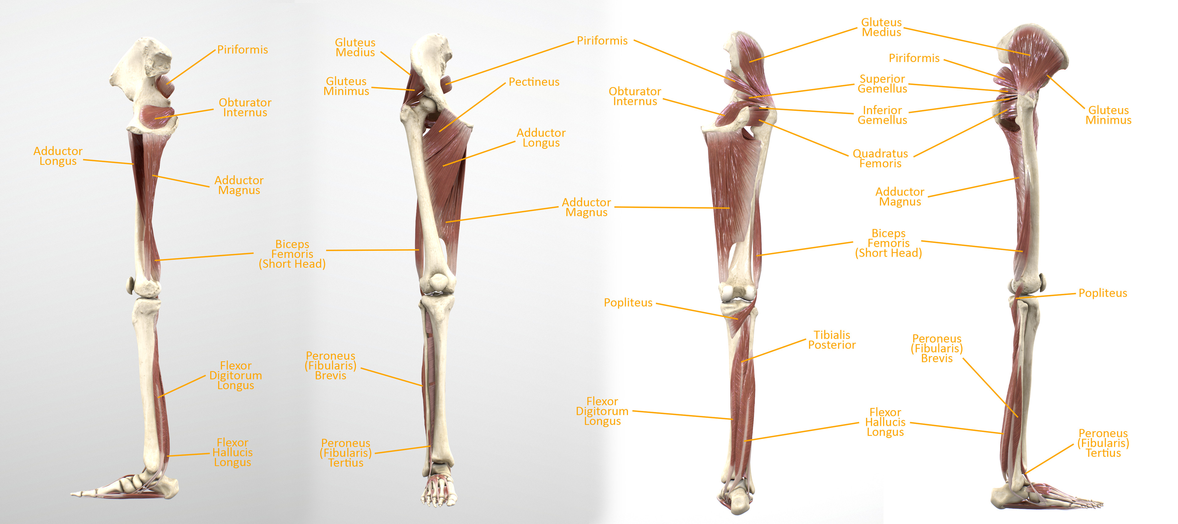 Lower Limb Intermediate &amp; Deep Muscles