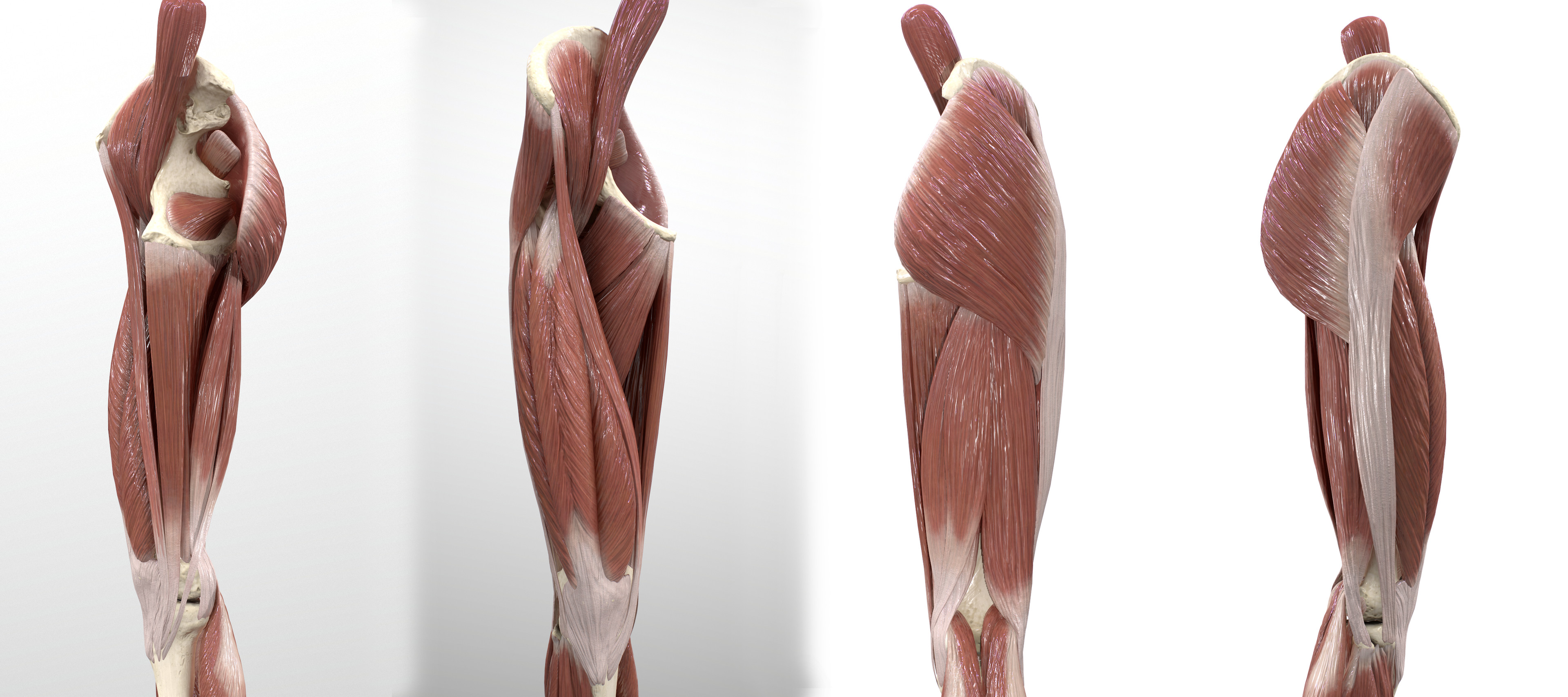 Thigh &amp; Gluteul Region Superficial Muscles