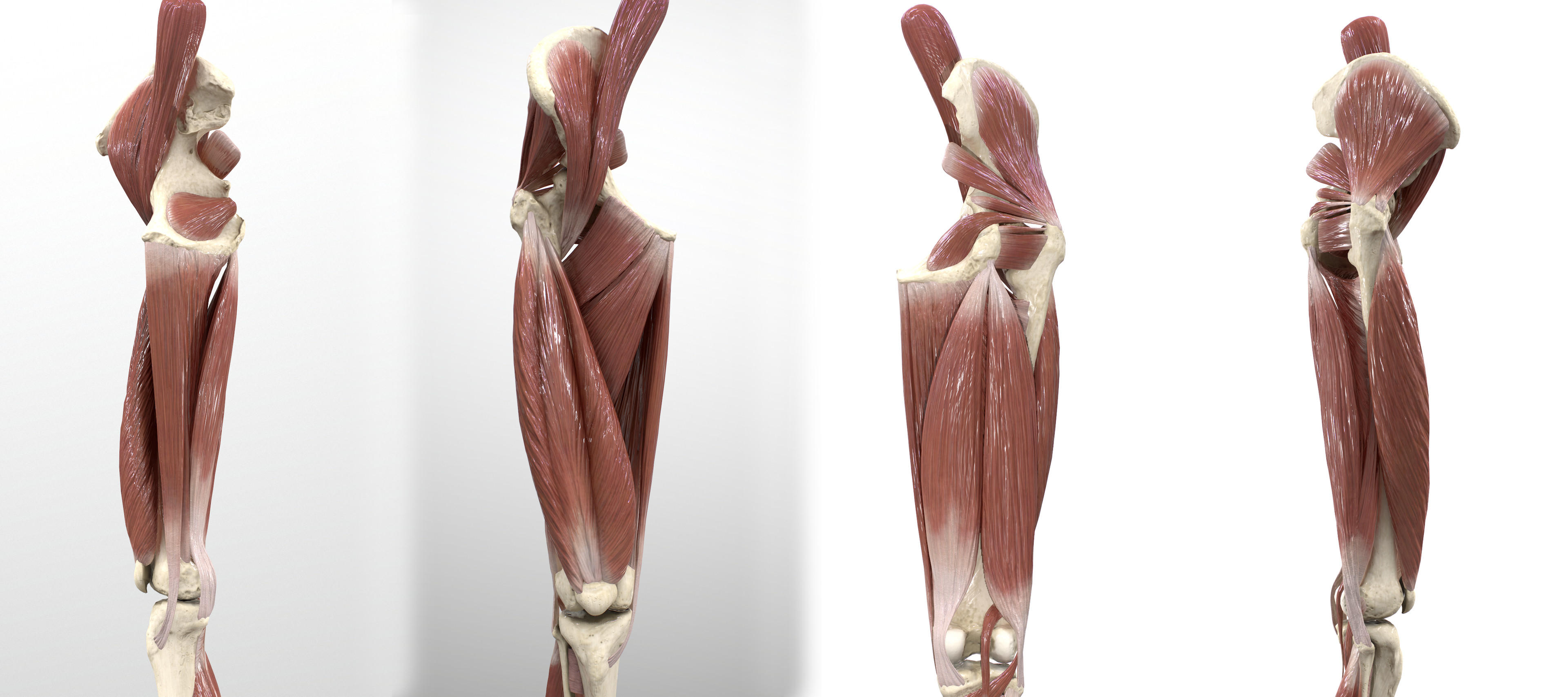 Thigh &amp; Gluteul Region Intermediate Muscles