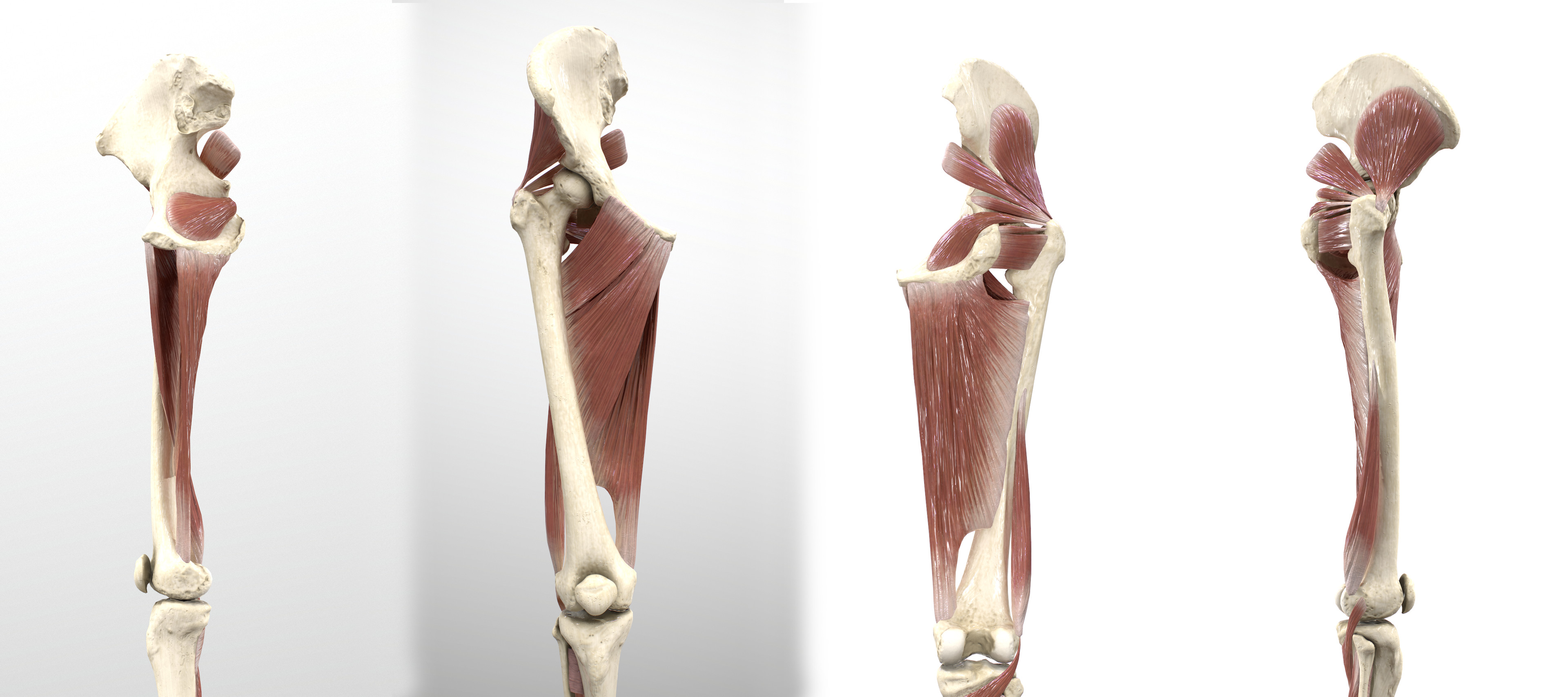 Thigh &amp; Gluteul Region Deep Muscles