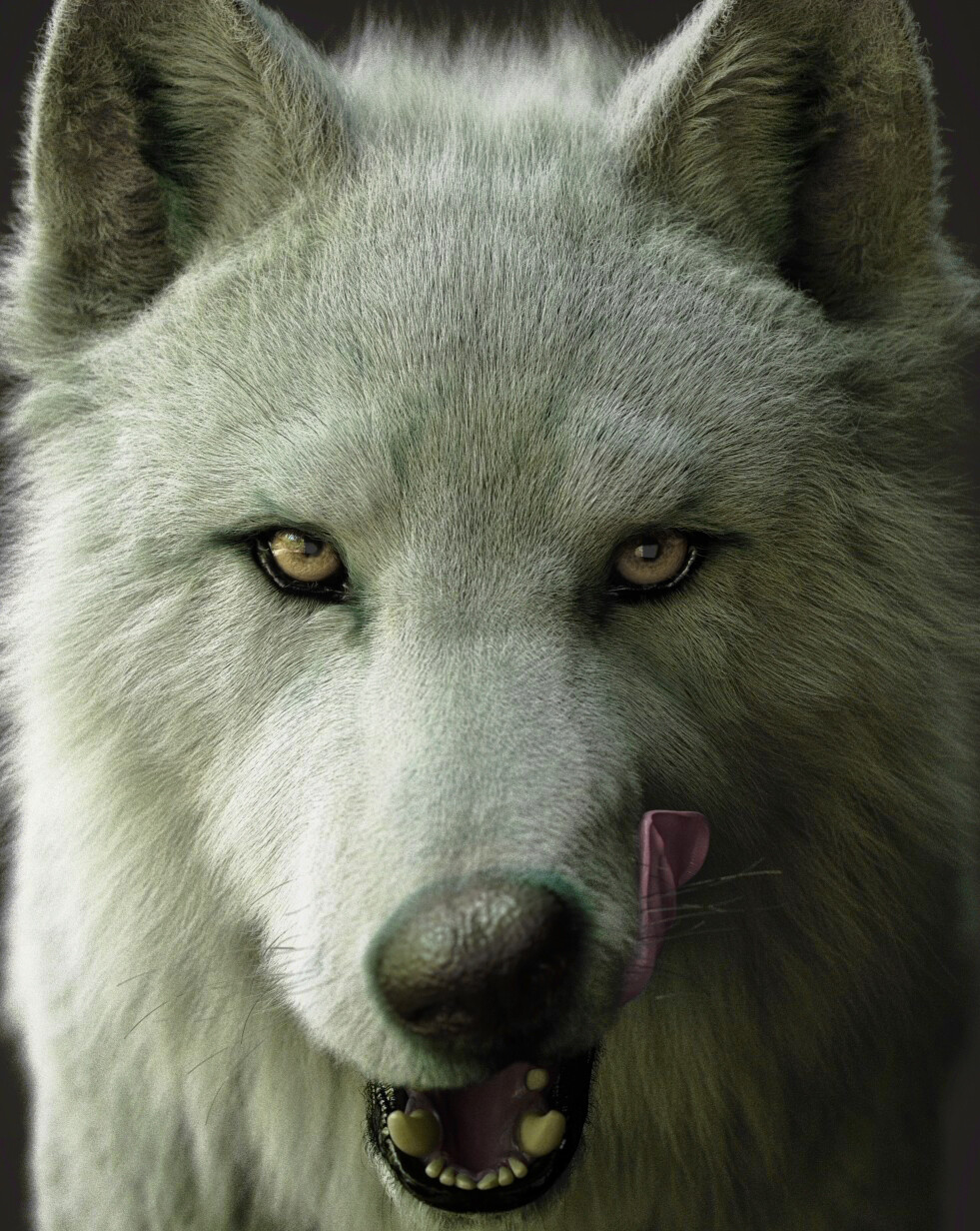 White wolf licking chop