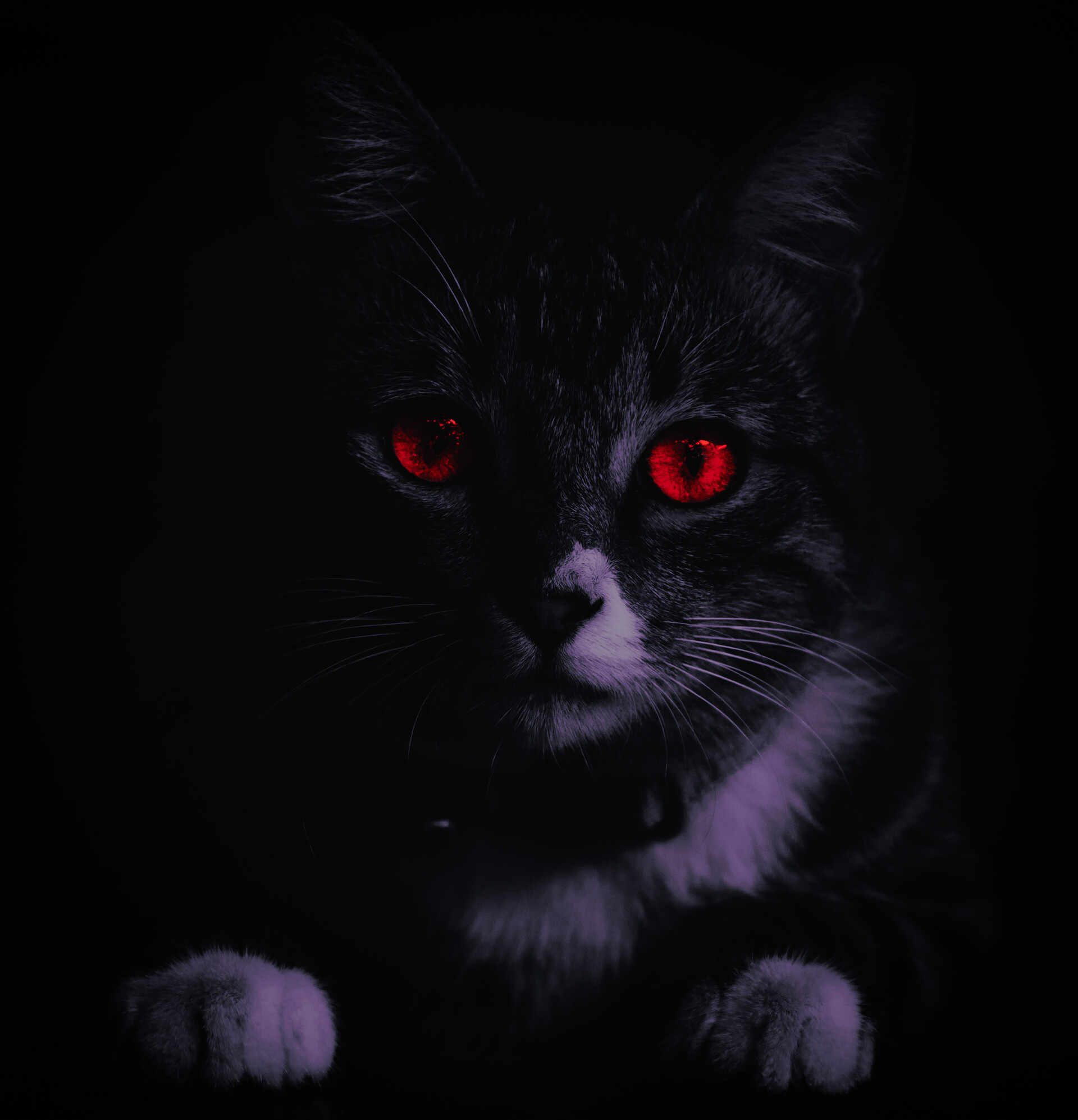 Chân dung động vật: Mắt đỏ trên nền đen. Nếu bạn đang tìm kiếm một bức chân dung động vật đầy màu sắc và bí ẩn, hãy xem bức ảnh này với một đường nét sống động của đôi mắt đỏ rực và nền đen ấm áp.