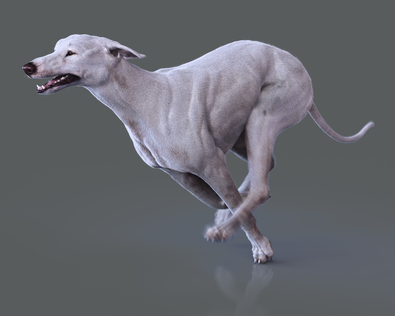 English Greyhound