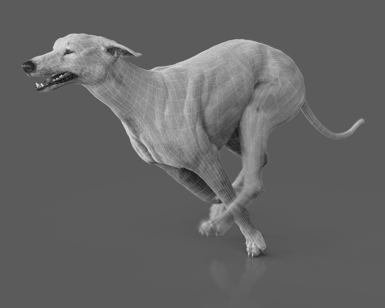 English greyhound outlet