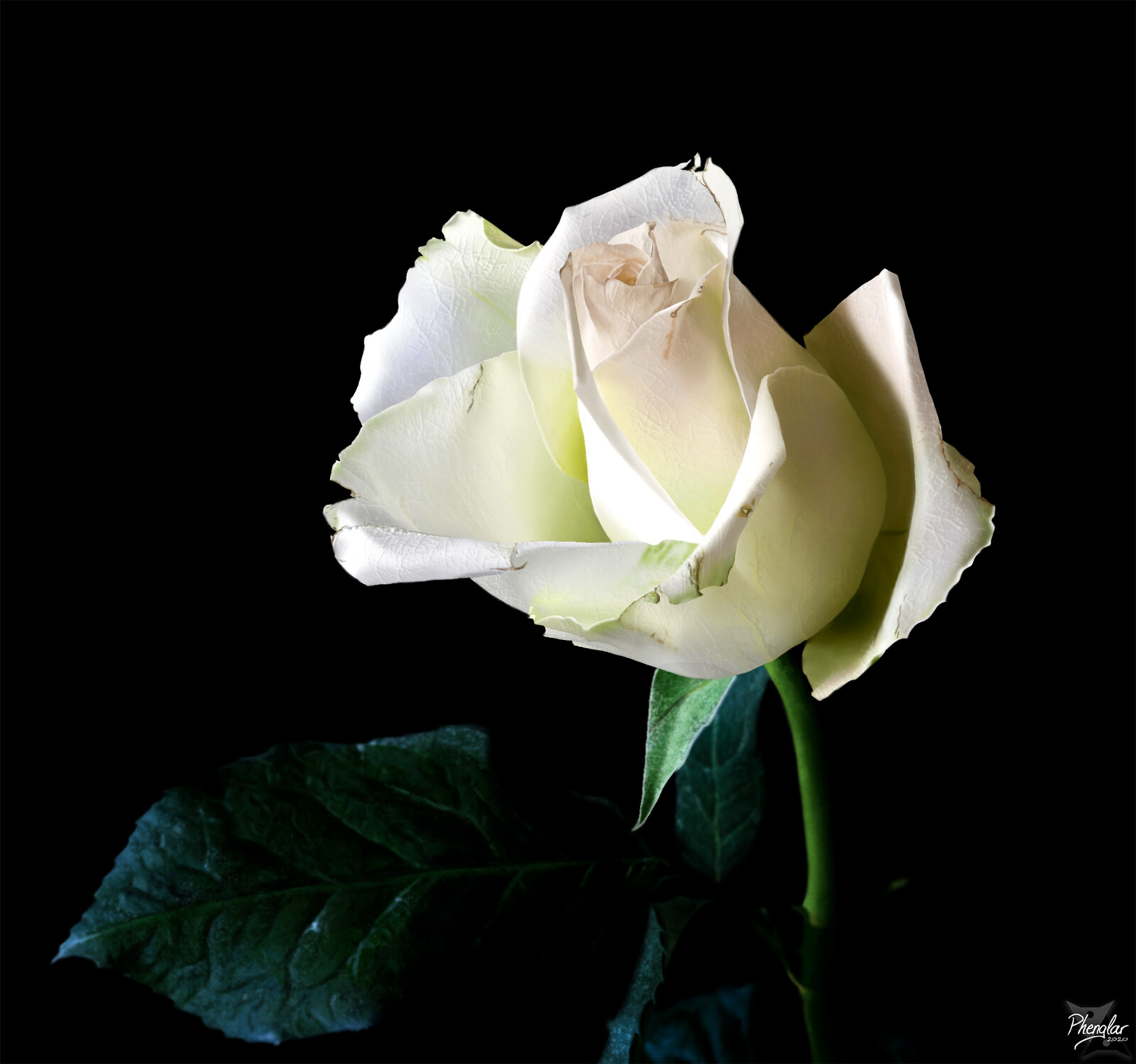 White as a rose (Study)