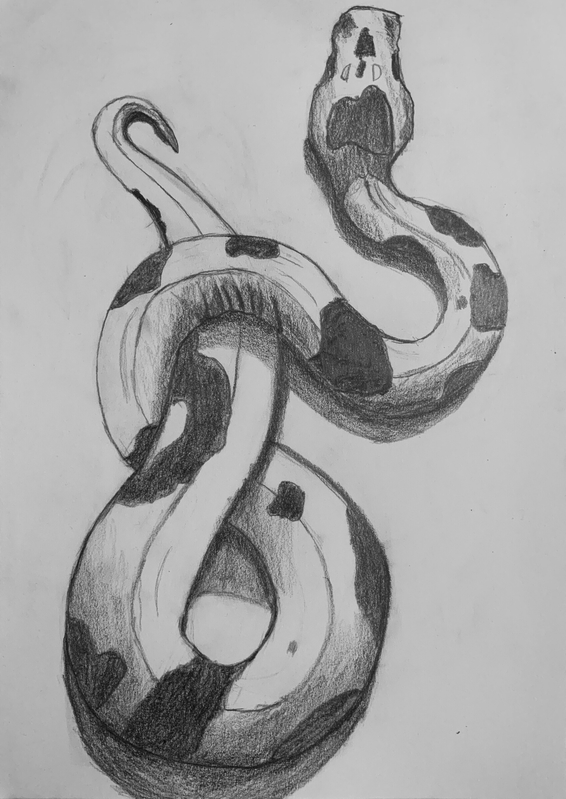Realistic Snake Sketch