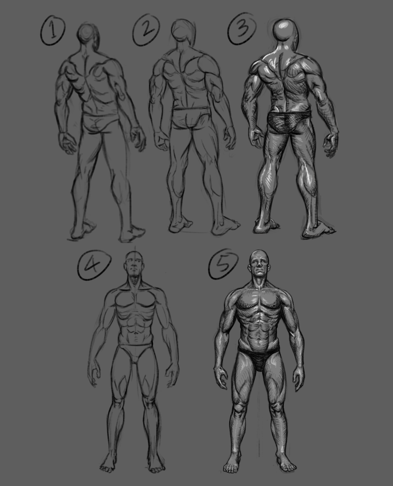 ArtStation - Body Anatomy Study - Male medium muscle