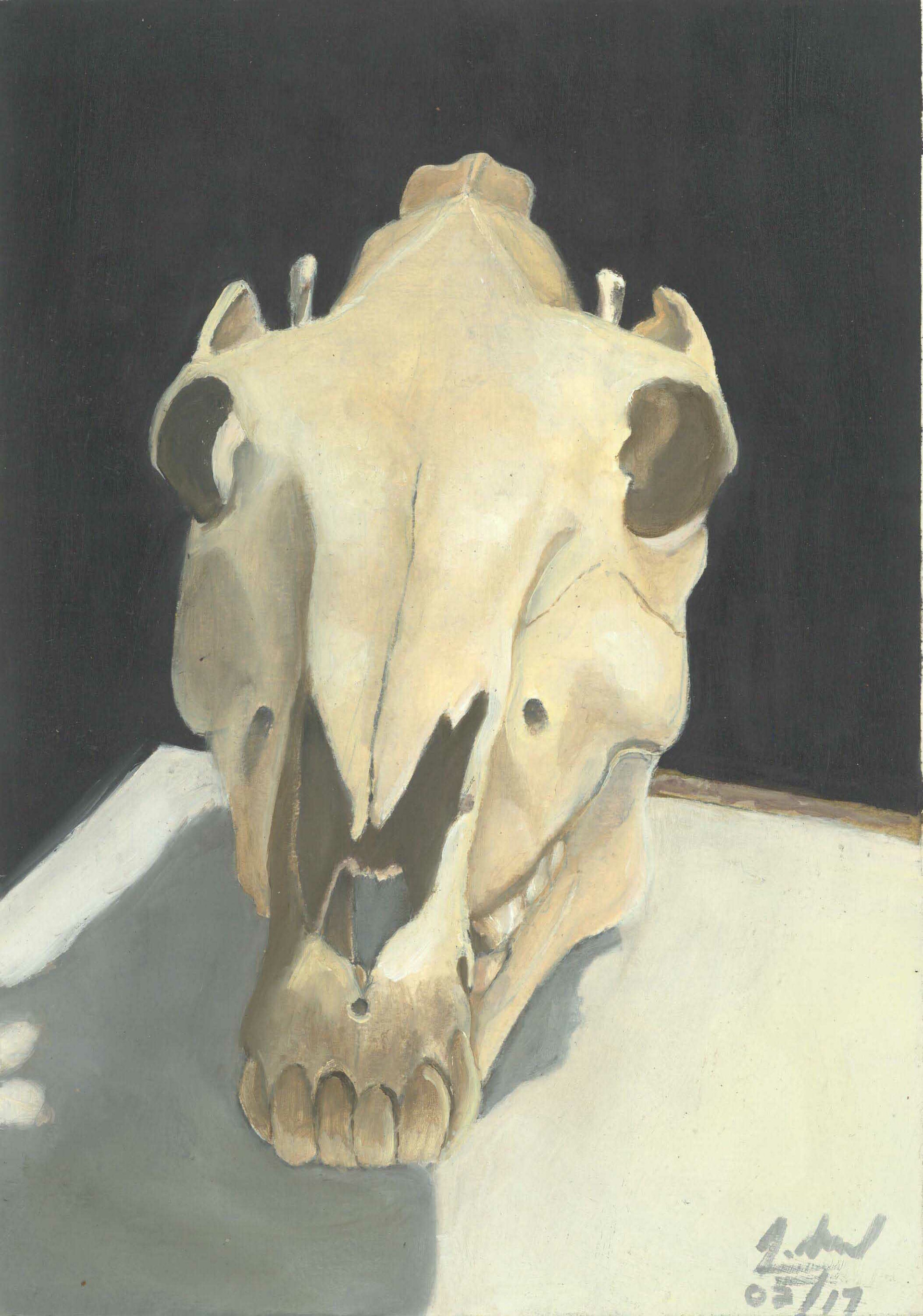 Artstation Horse Skull Still Life Javian Morel