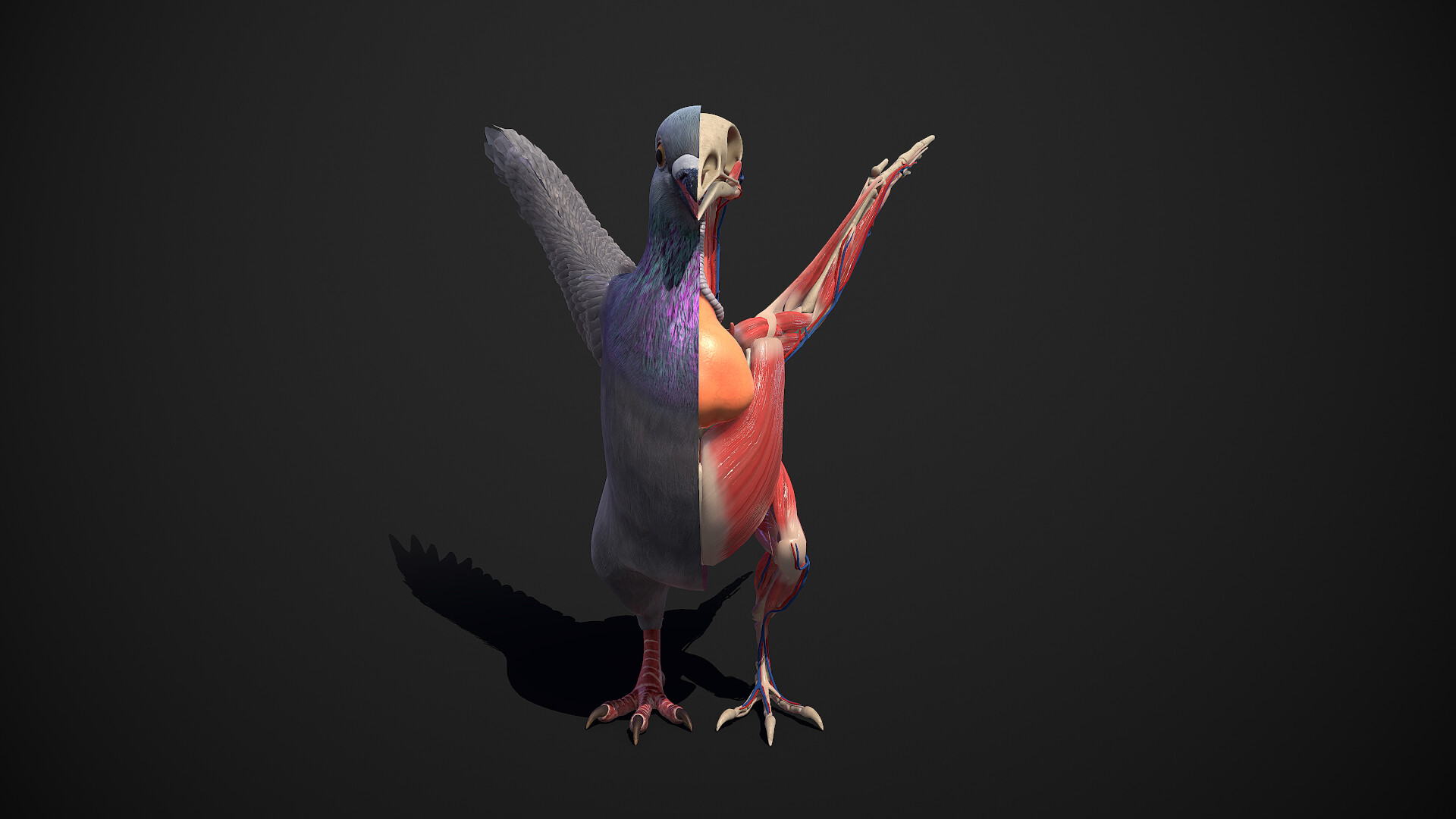 Artstation Pigeon Anatomy Sergey Egelsky