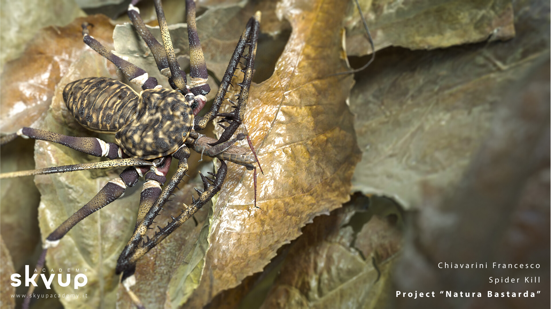the Spider and his food. Biology Diagrams
