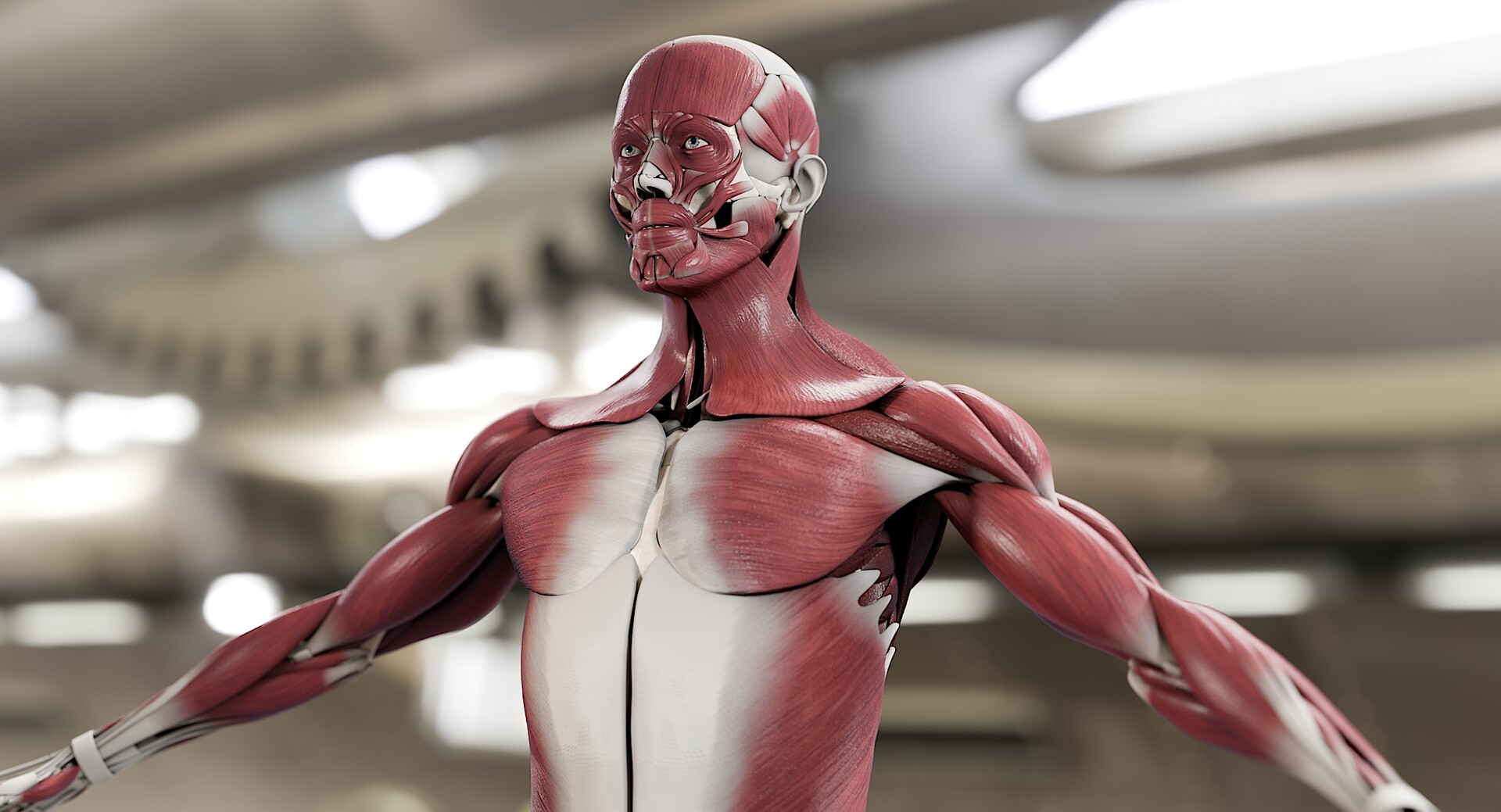 Andrew Vish 3d Model Of Male Skeleton Muscular System Created By