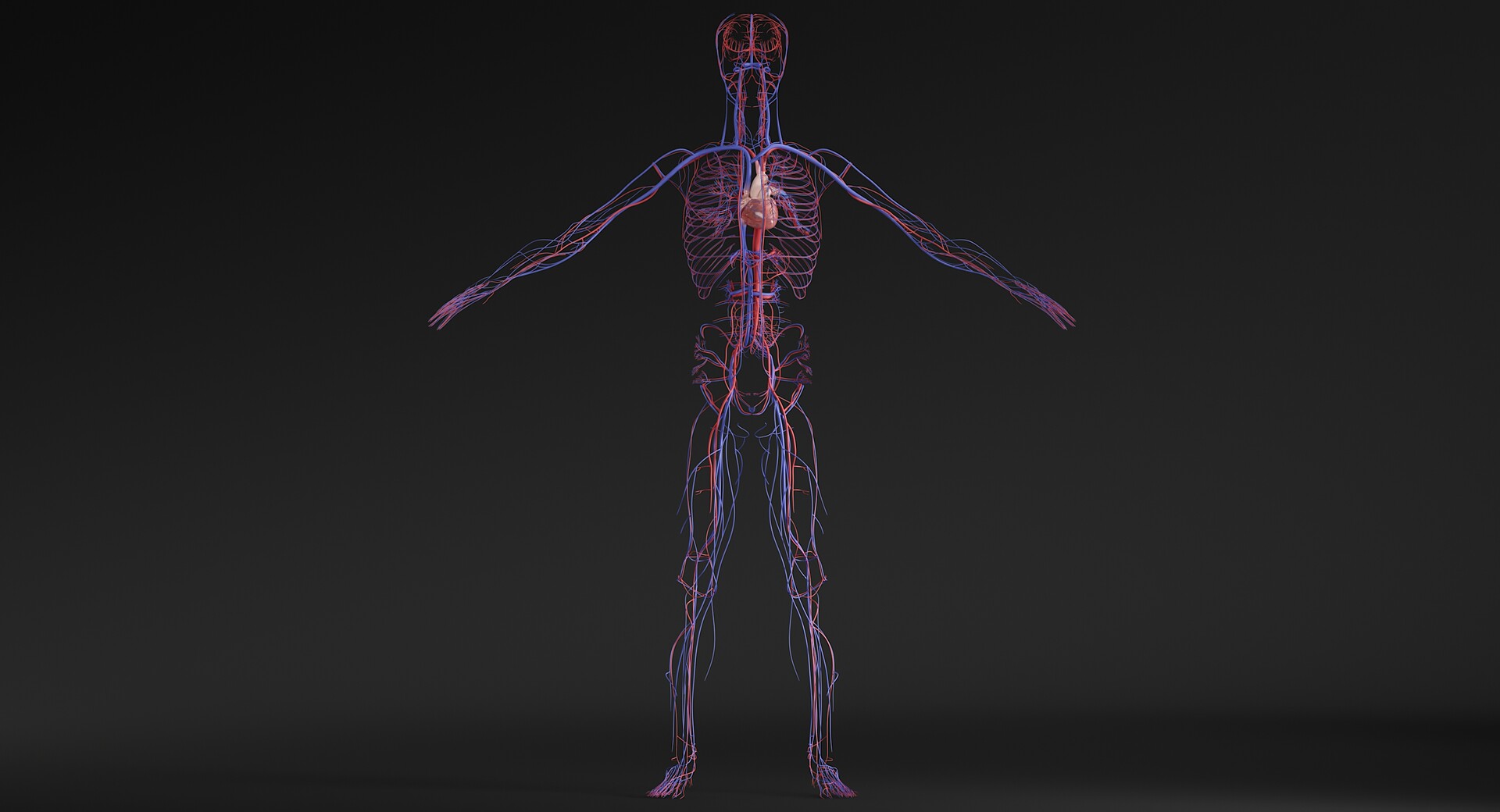 Andrew Vish Realistic 3d Model Of Male Cardiovascular System Created By Nice Pictures Studio
