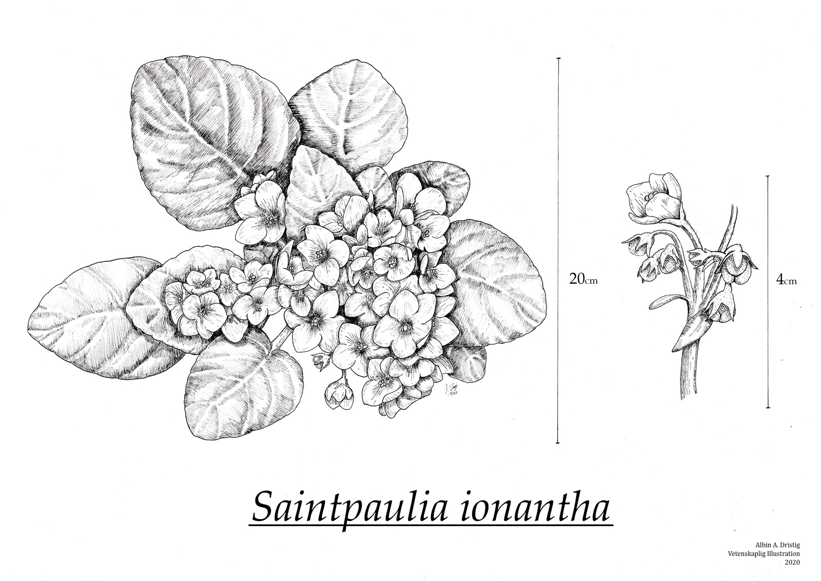AA. Dristig - Saintpaulia ionantha fineliner flower draw-from-life