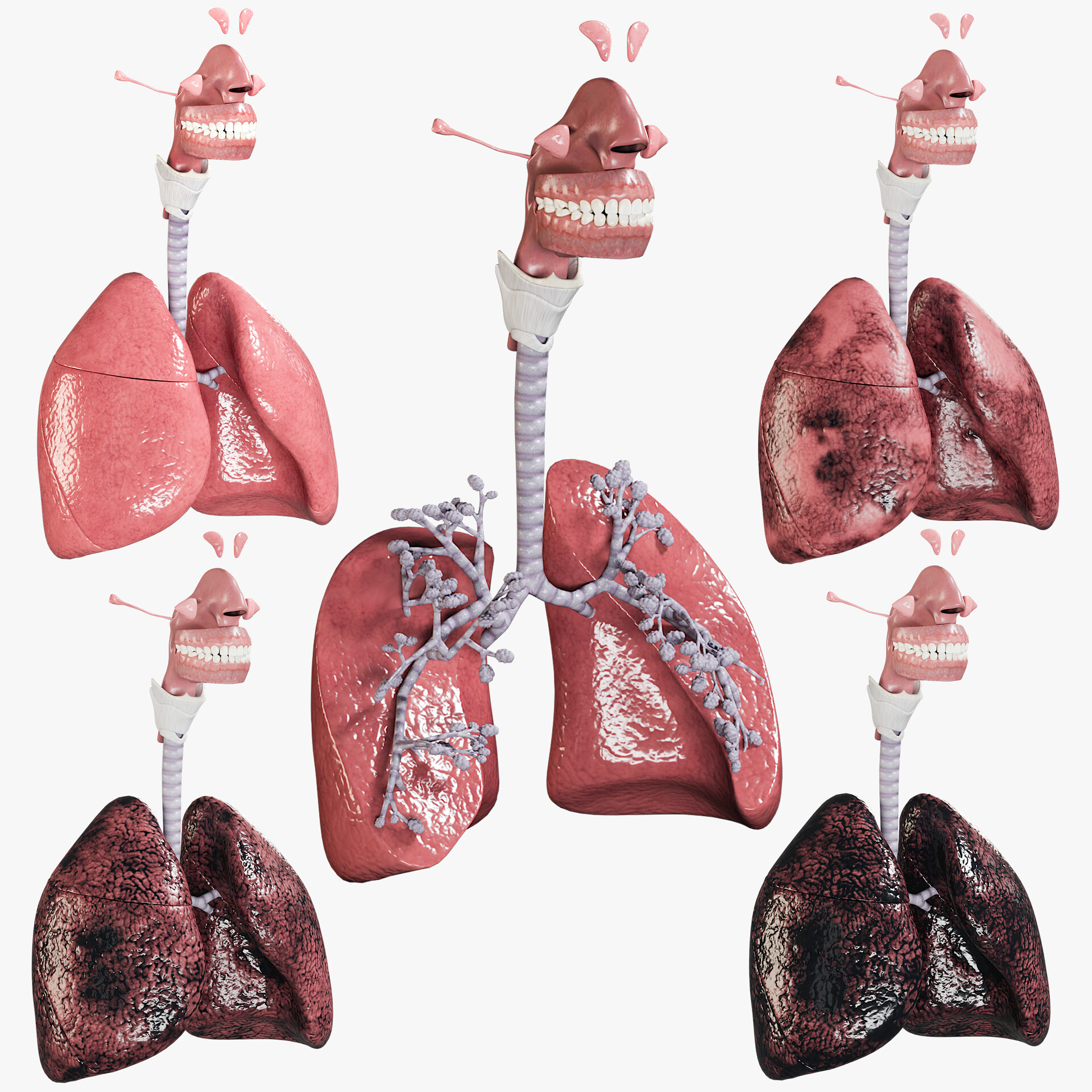 Artstation 3d Respiratory System Collection Smoker S Lungs