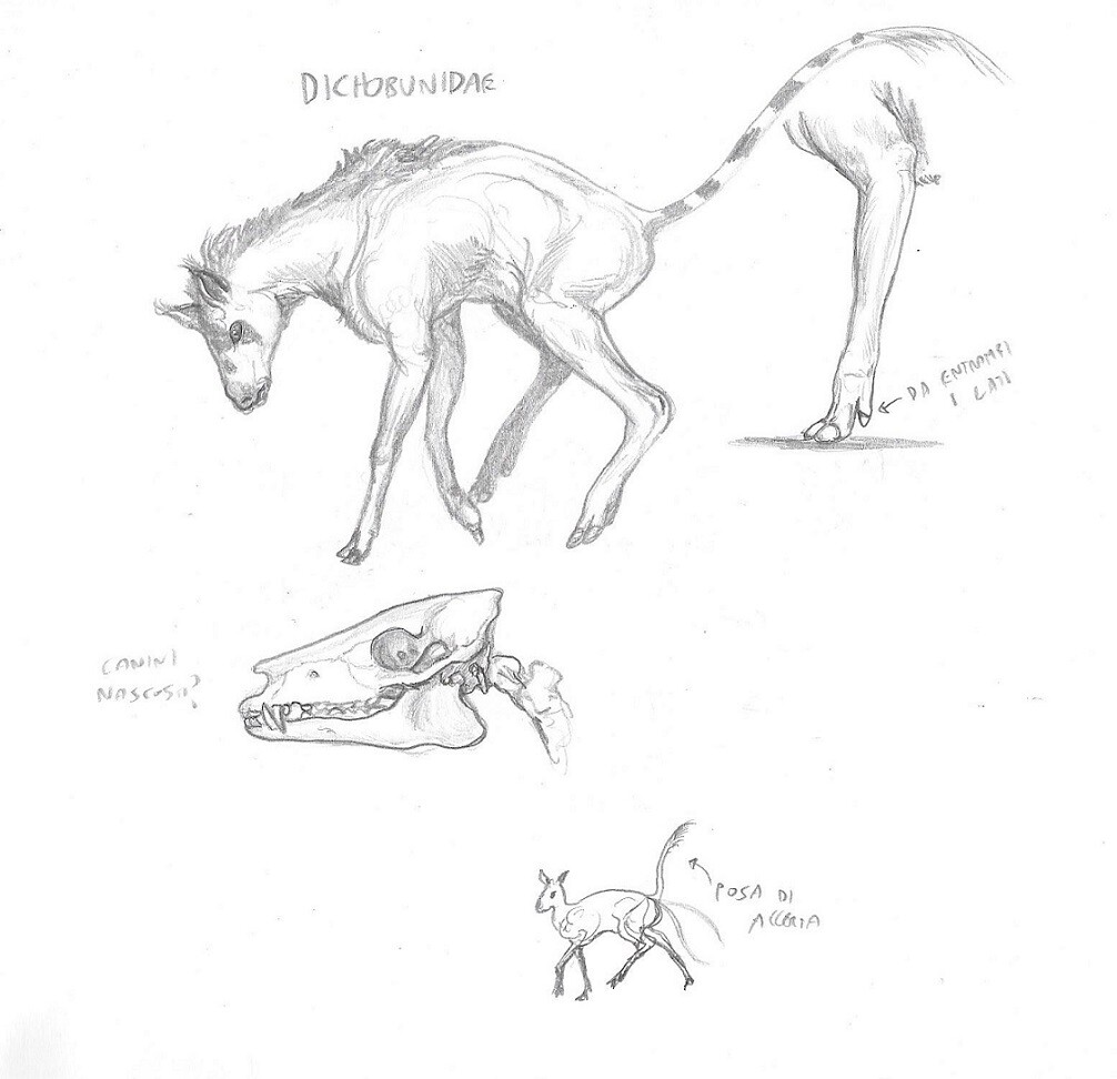 Dichobunidae sp. - One of the preparatory sketches 
