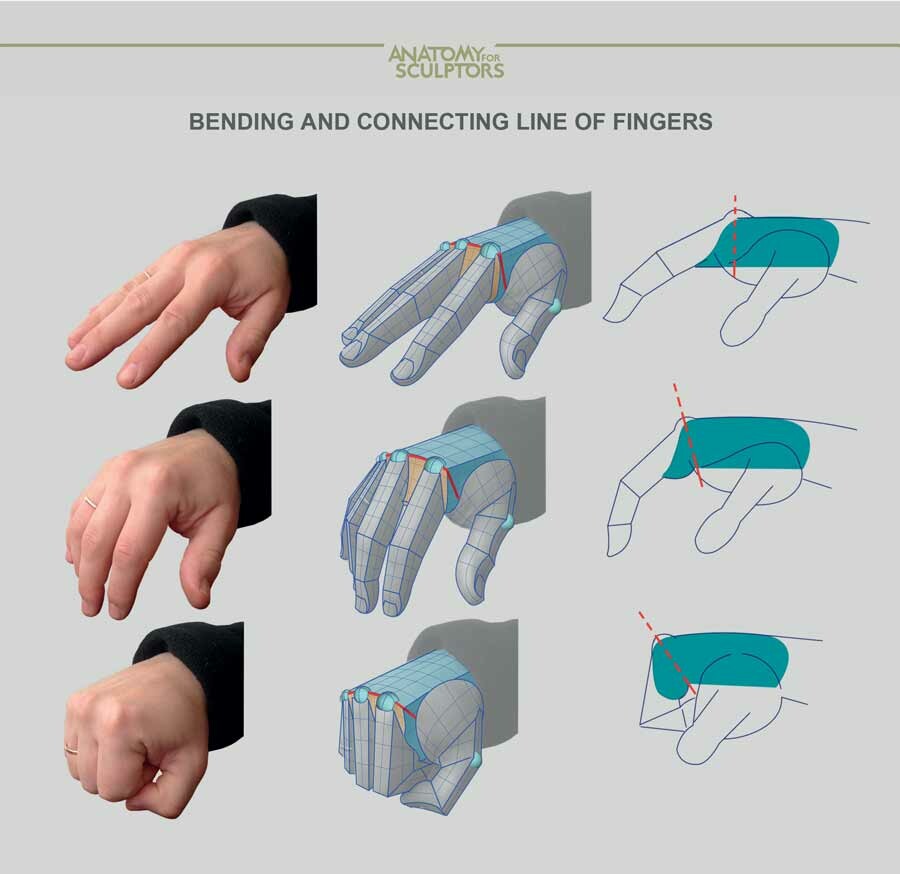 Anatomy For Sculptors Bending and connecting line of fingers