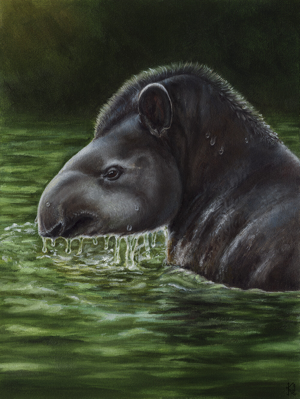 Portrait of a tapir in the river.