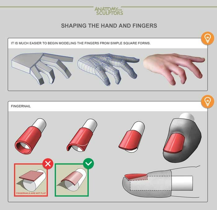 Anatomy For Sculptors - Shaping the hand and fingers