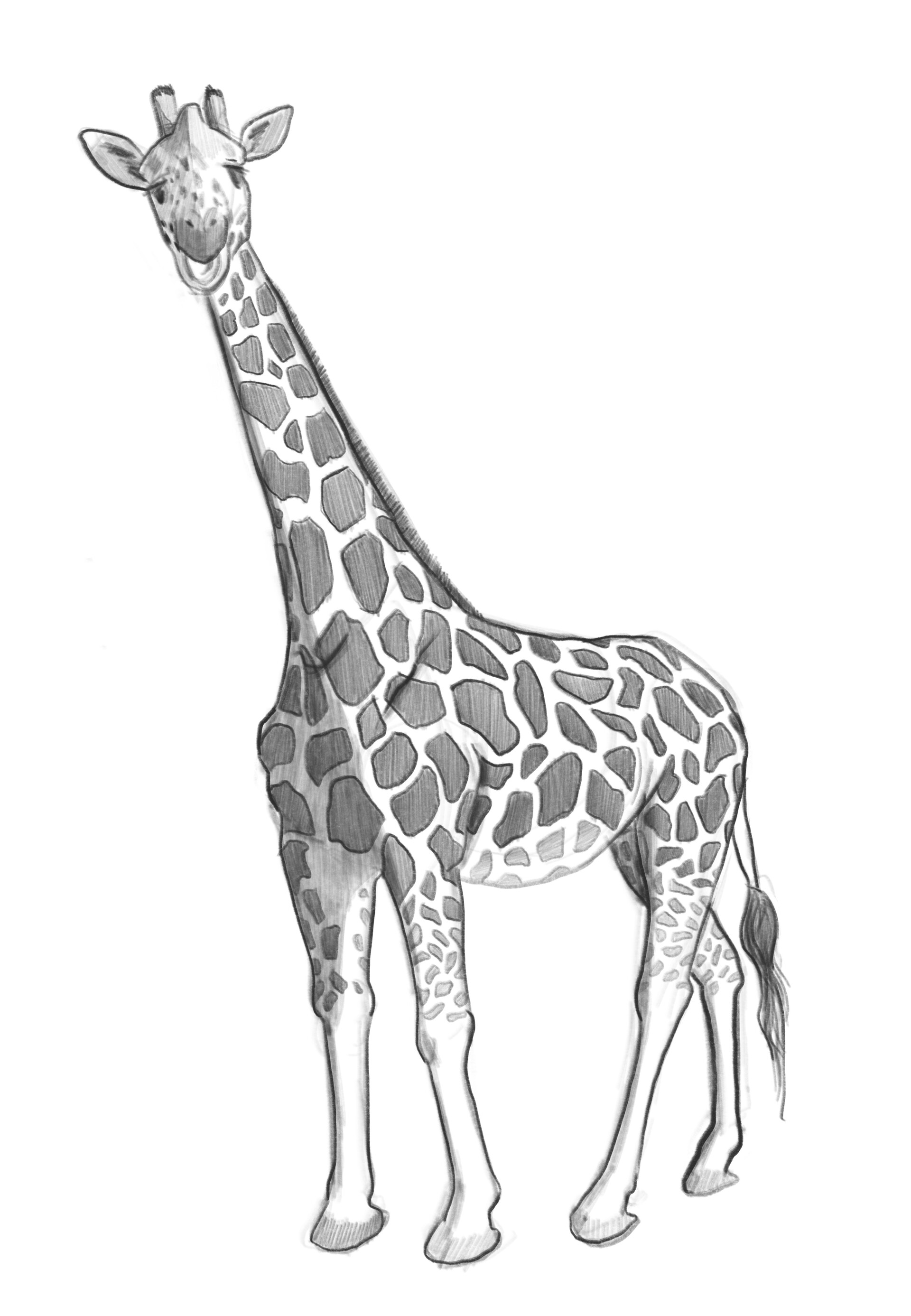 22,598 Giraffe Sketch Images, Stock Photos & Vectors | Shutterstock