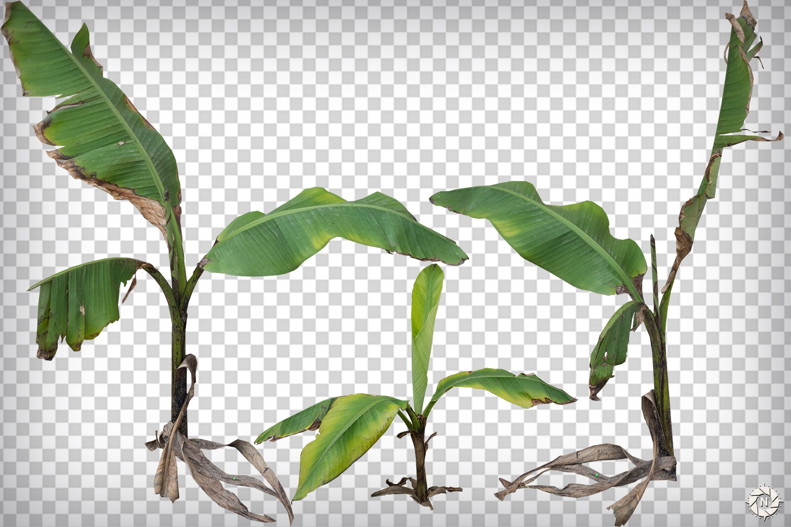 From the PNG Photo Pack: Small Foliage

https://www.artstation.com/a/165744