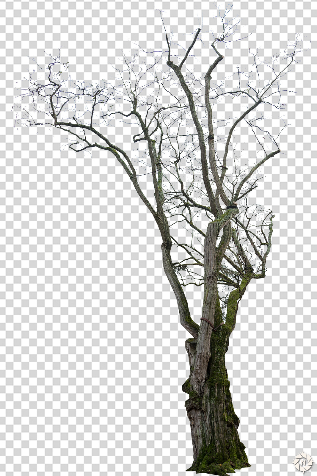 From the PNG Photo Pack: Dead Trees

https://www.artstation.com/a/165912