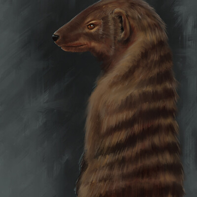 Jon hopkins small meerkat portrait painting jonathan hopkins