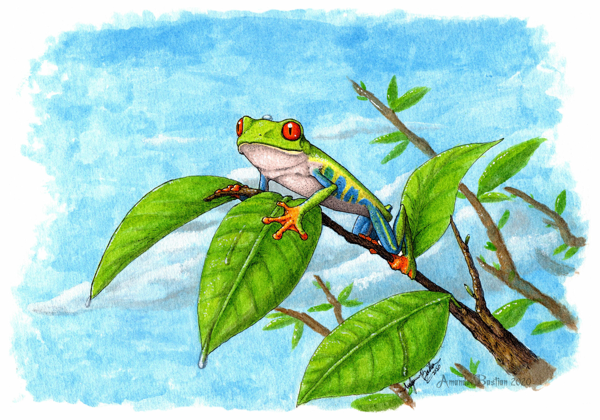 ArtStation - Red Eyed Tree Frog