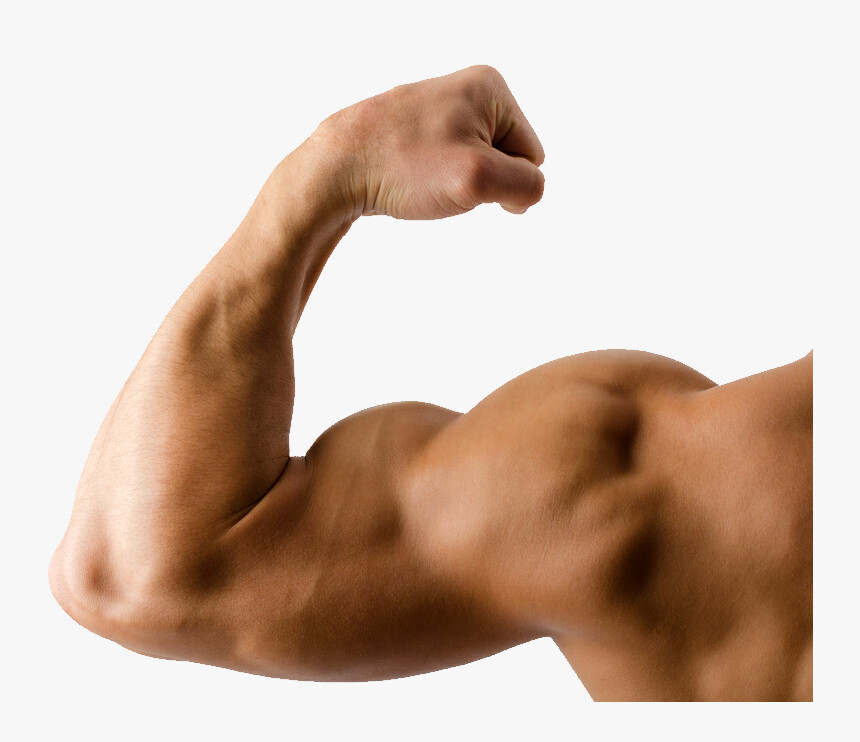 Alexandra Belanger Muscle Arm Drawing Character design collection arms anatomy. alexandra belanger muscle arm drawing