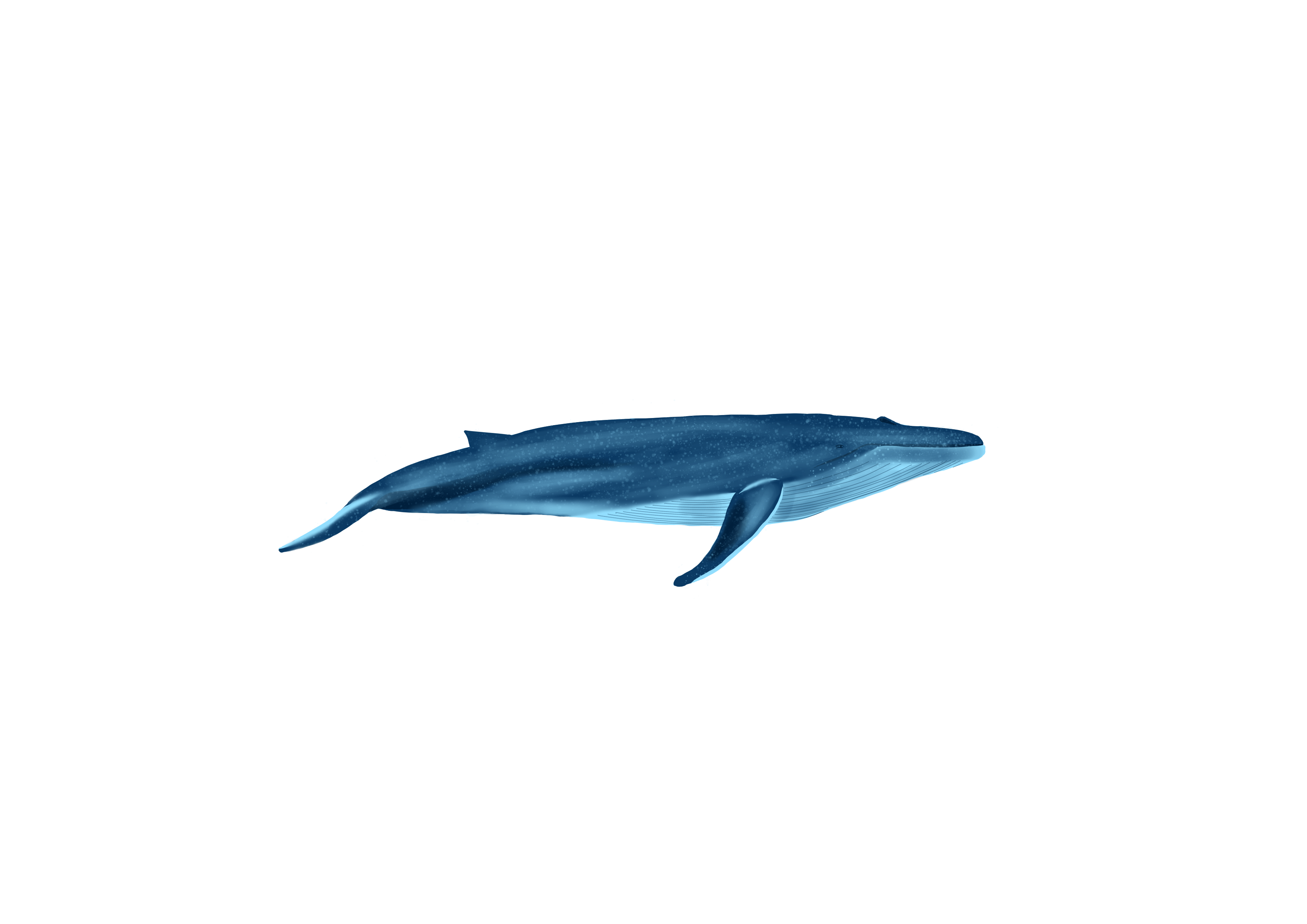 ArtStation - Blue Whale animation