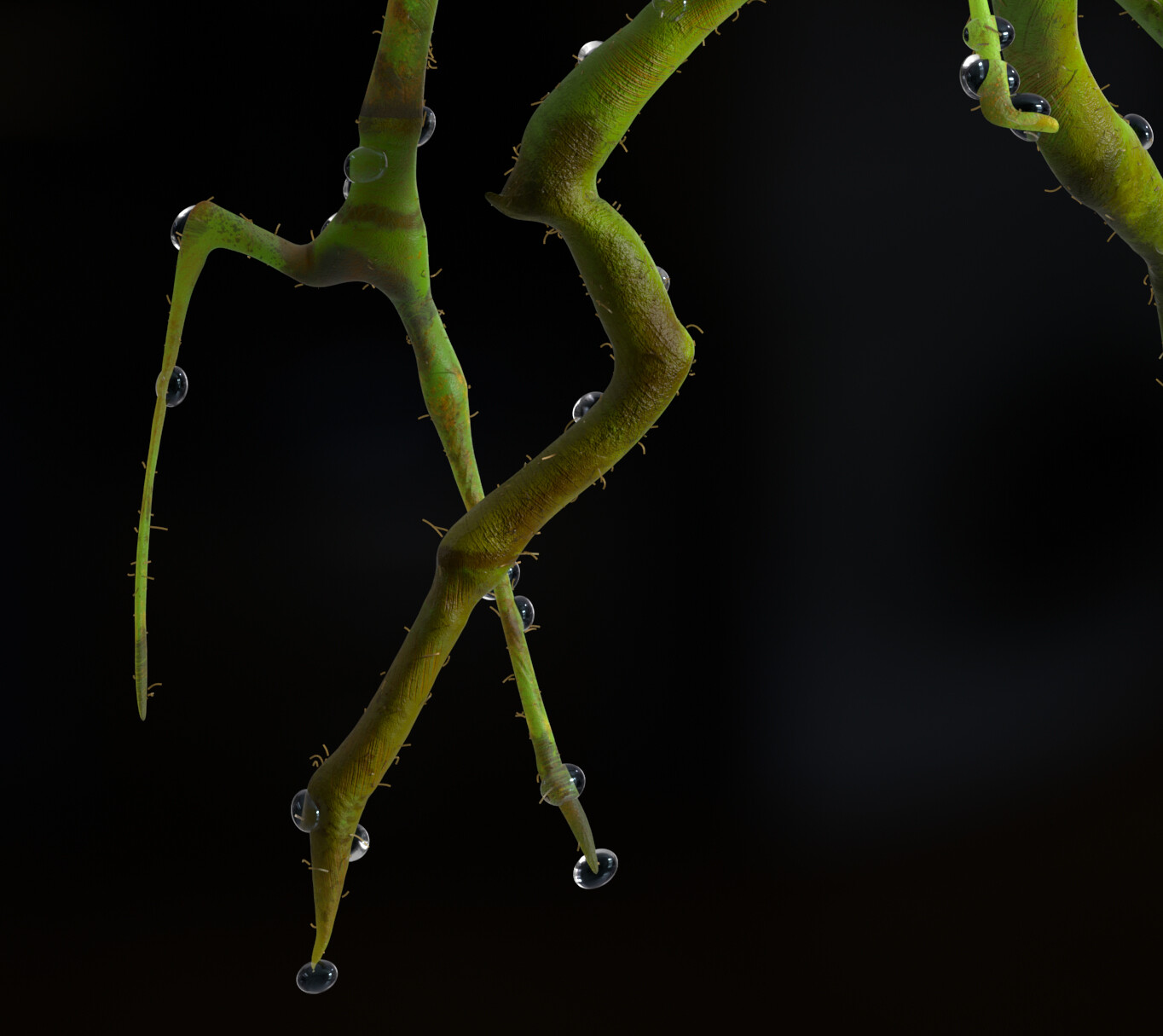 лукотрусы. лечурка пикетт. лукотрус пикетт. пикетт палочник. лечурка фантастические твари.